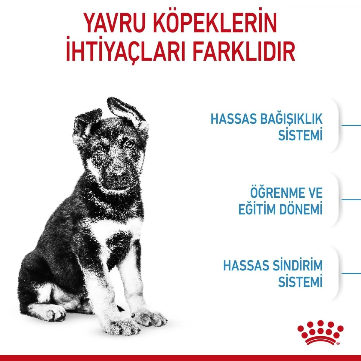 Royal Canin Maxi Junior Dog Food - 15 kg - immagine 4