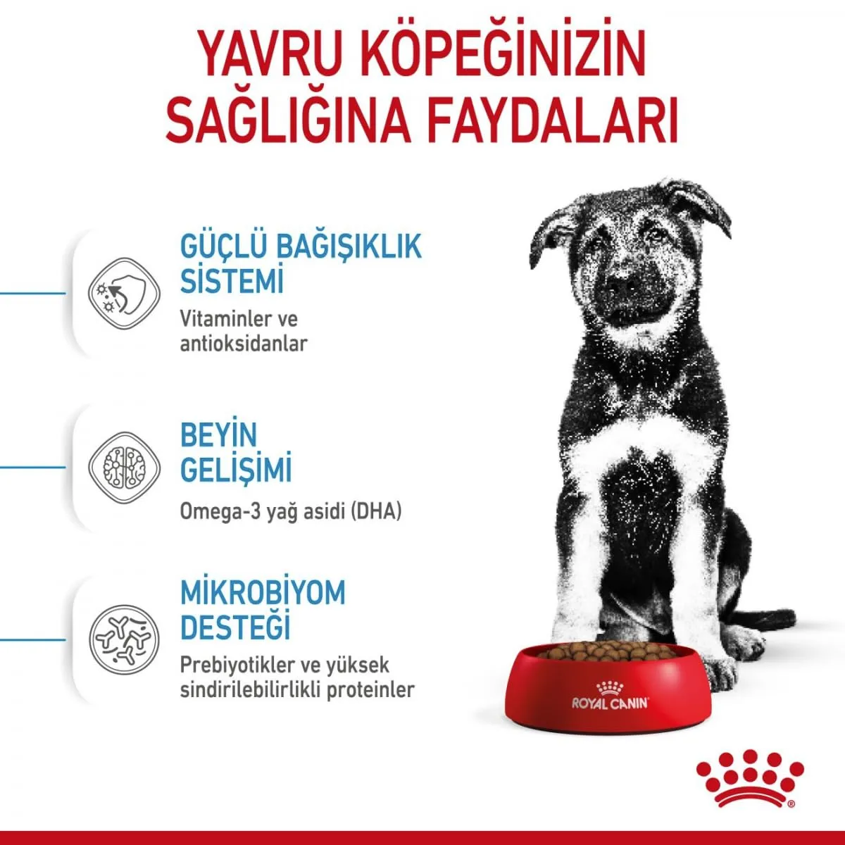 Royal Canin Maxi Junior Dog Food - 15 kg - immagine 6