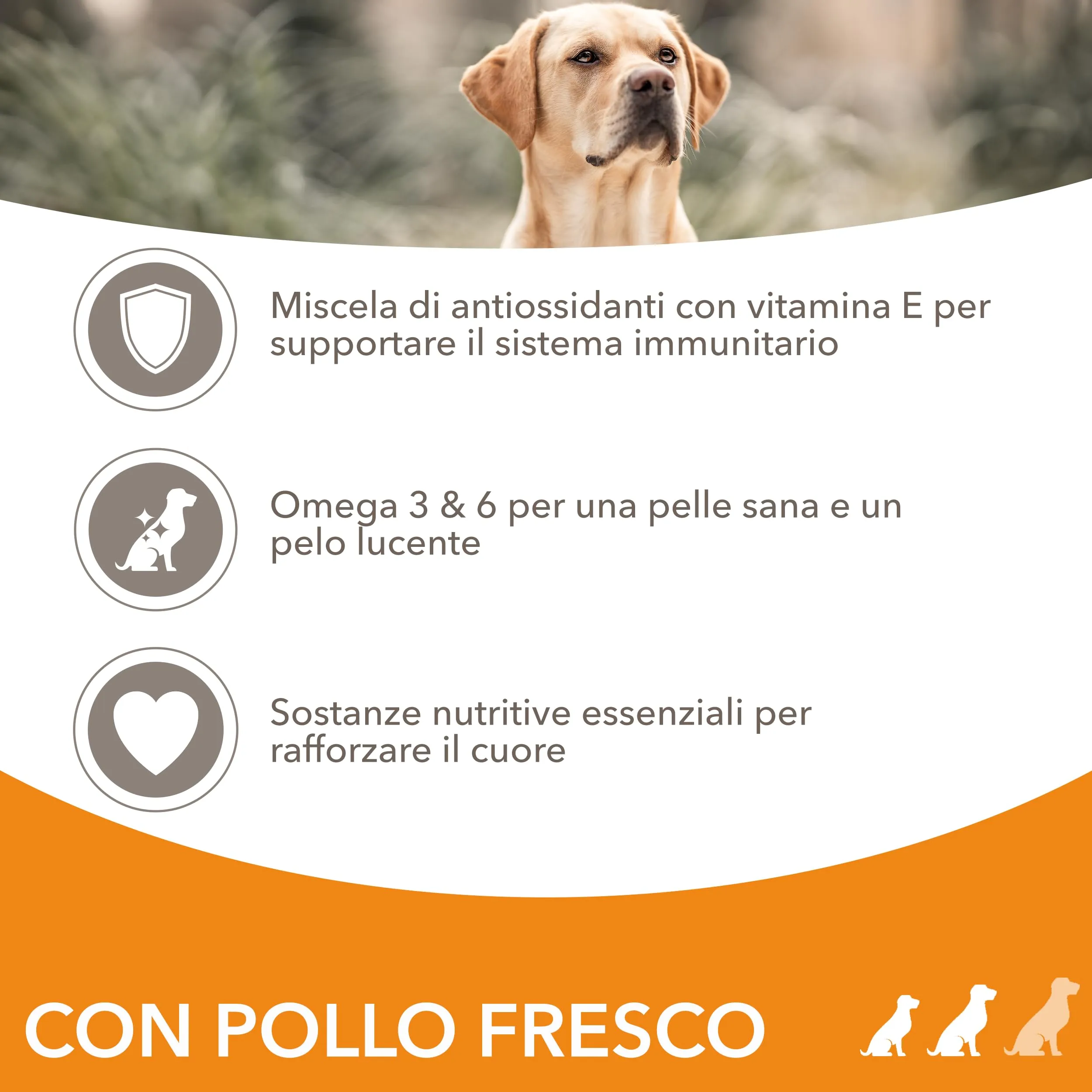 IAMS Cibo secco per cani adulti piccola/media con pollo, 3 kg - immagine 3