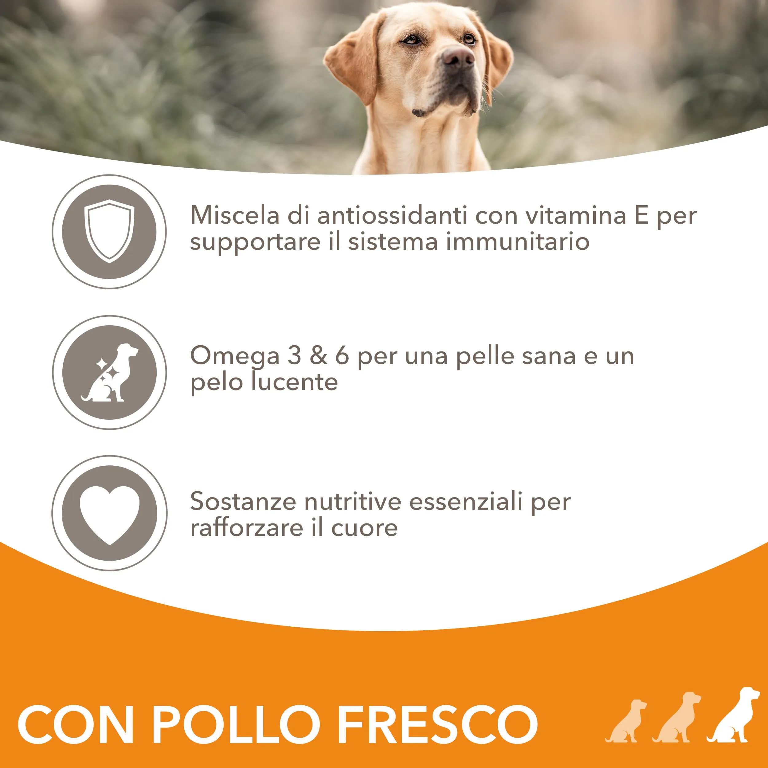 IAMS Cibo secco per cani di taglia grande al pollo, 12 kg - immagine 3