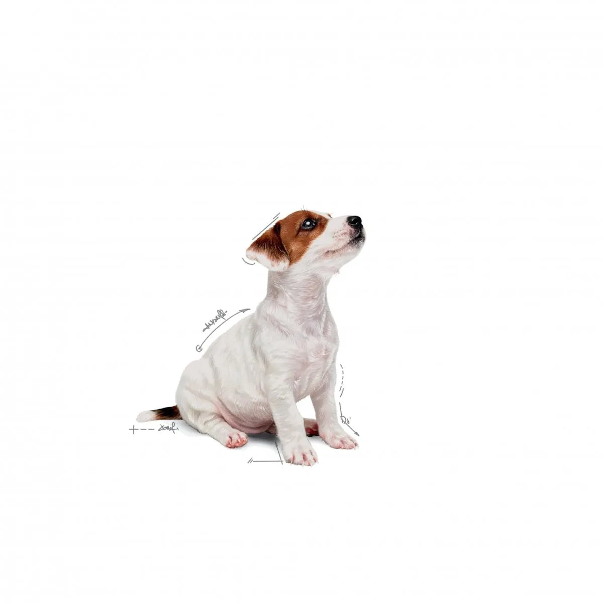 Royal Canin Puppy Mini 12x85g - immagine 4