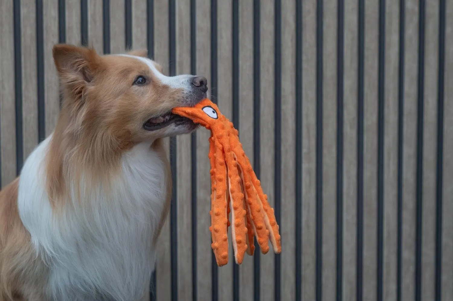 Jack and Vanilla Octopus Bubble - Giocattolo interattivo per cani, 32 cm, arancione - immagine 5