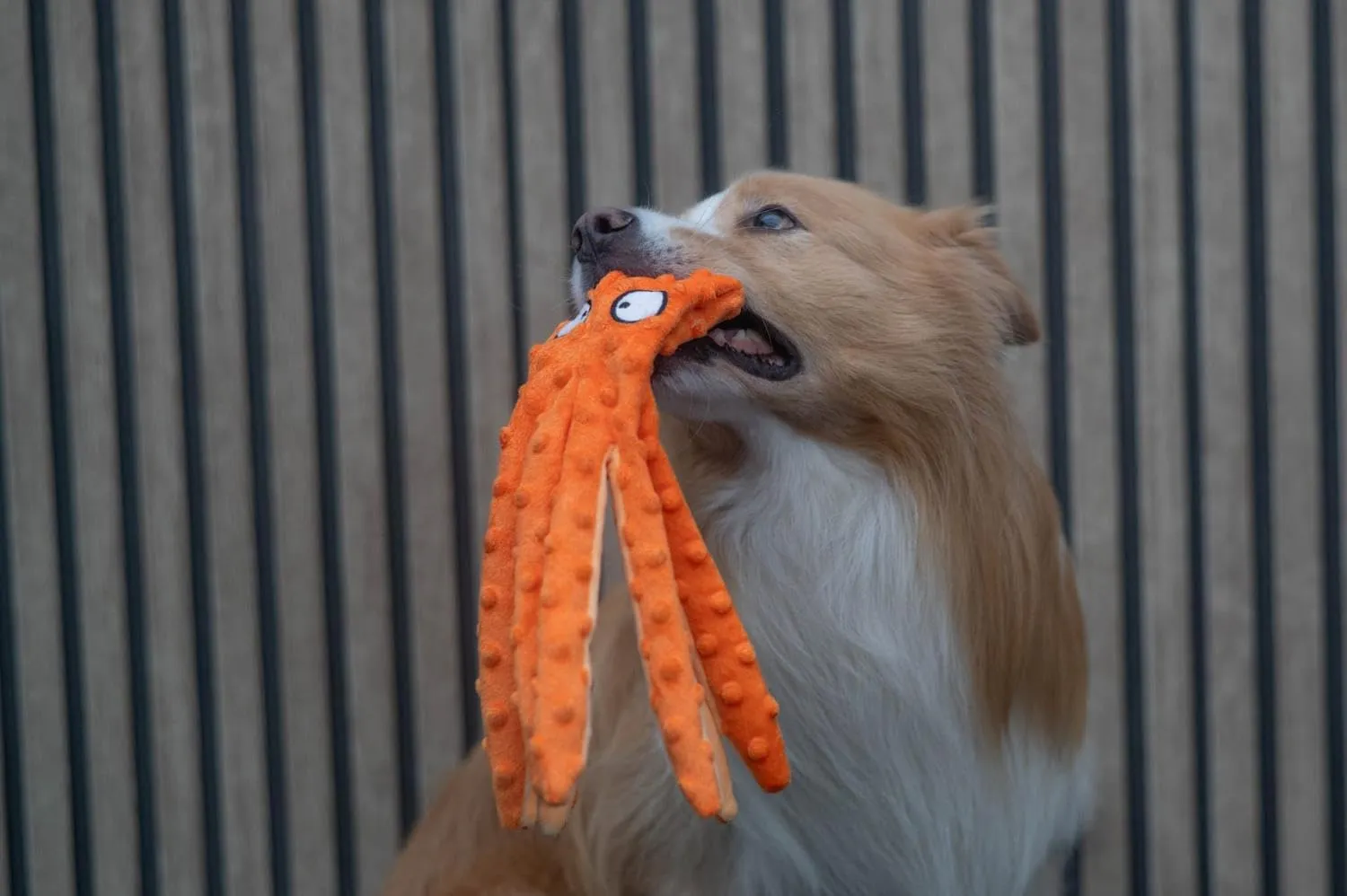 Jack and Vanilla Octopus Bubble - Giocattolo interattivo per cani, 32 cm, arancione - immagine 6