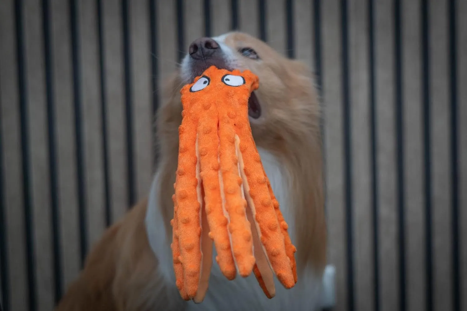 Jack and Vanilla Octopus Bubble - Giocattolo interattivo per cani, 32 cm, arancione - immagine 7