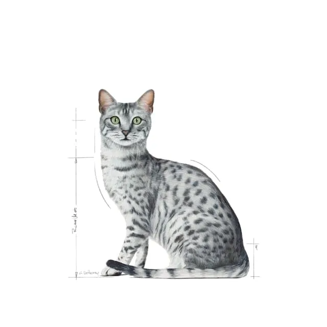Royal Canin Indoor Sterilised in Gelatina, 2 x 12 x 85 g - immagine 6