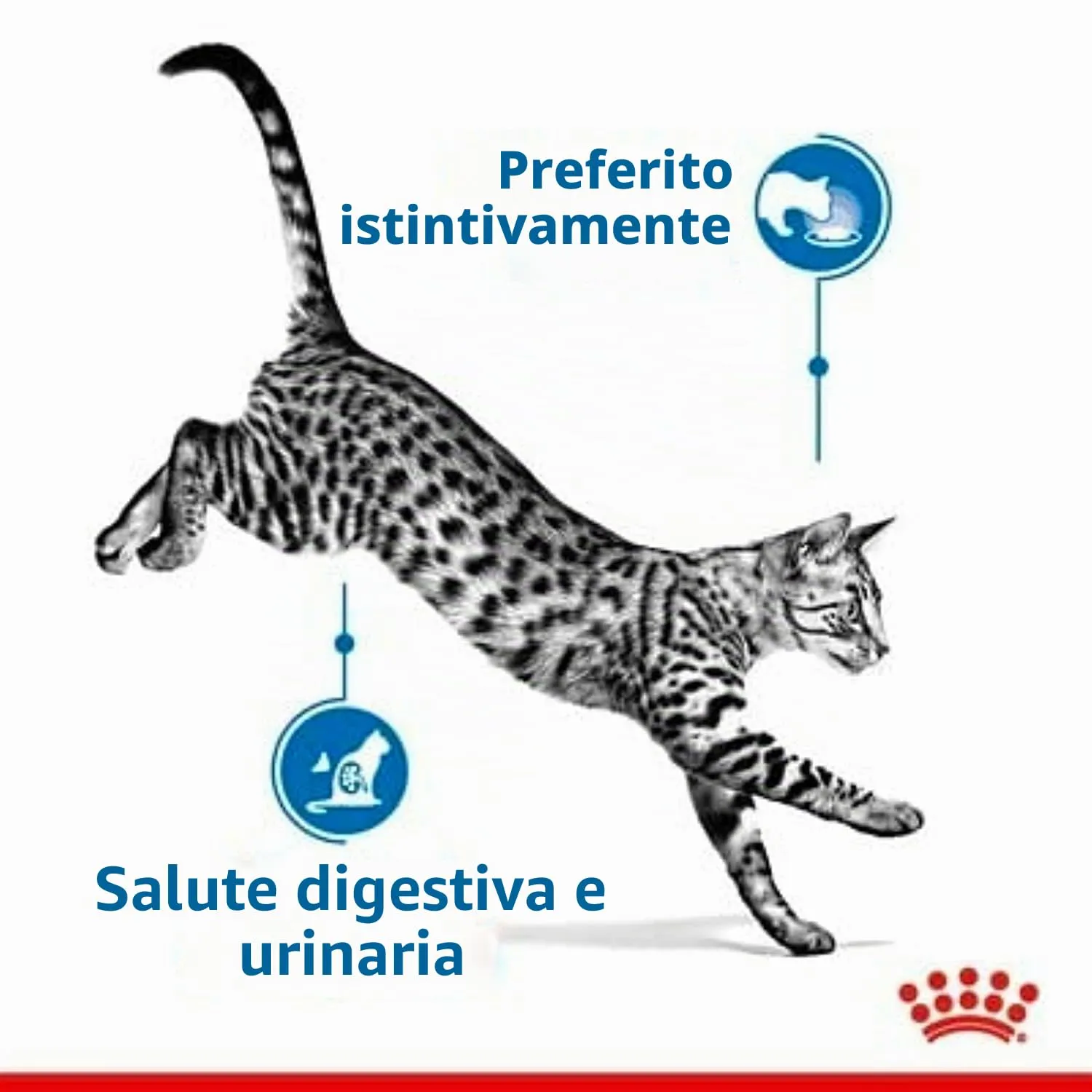 Royal Canin Indoor Sterilised in Gelatina, 2 x 12 x 85 g - immagine 8