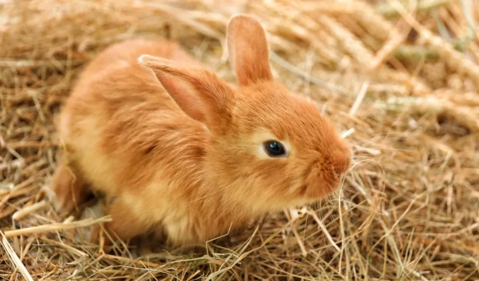 Generico Lettiera in Paglia Bio 1 kg per Piccoli Animali, Conigli, Roditori, Polli, Porcellini d'India e Cavalli - immagine 2