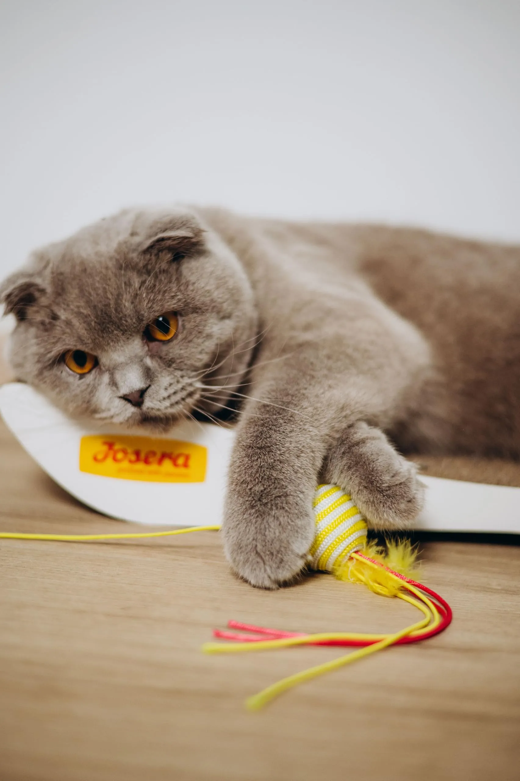 JosiCat Cibo per gatti 10 kg - immagine 4