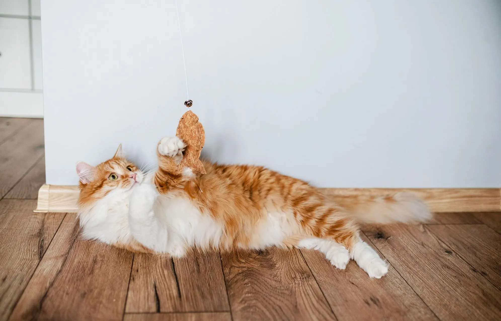 JosiCat Cibo per gatti 10 kg - immagine 5