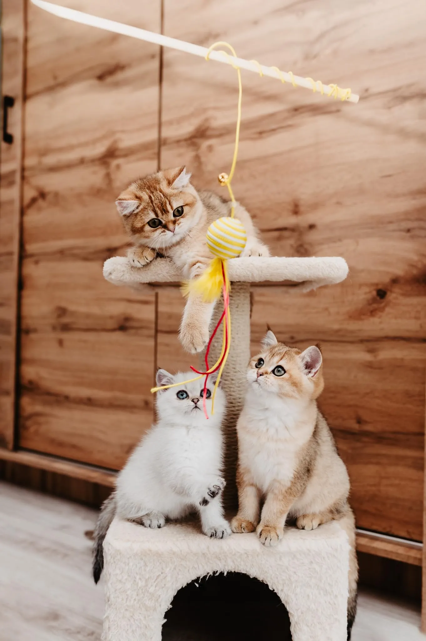 JosiCat Cibo per gatti 10 kg - immagine 6