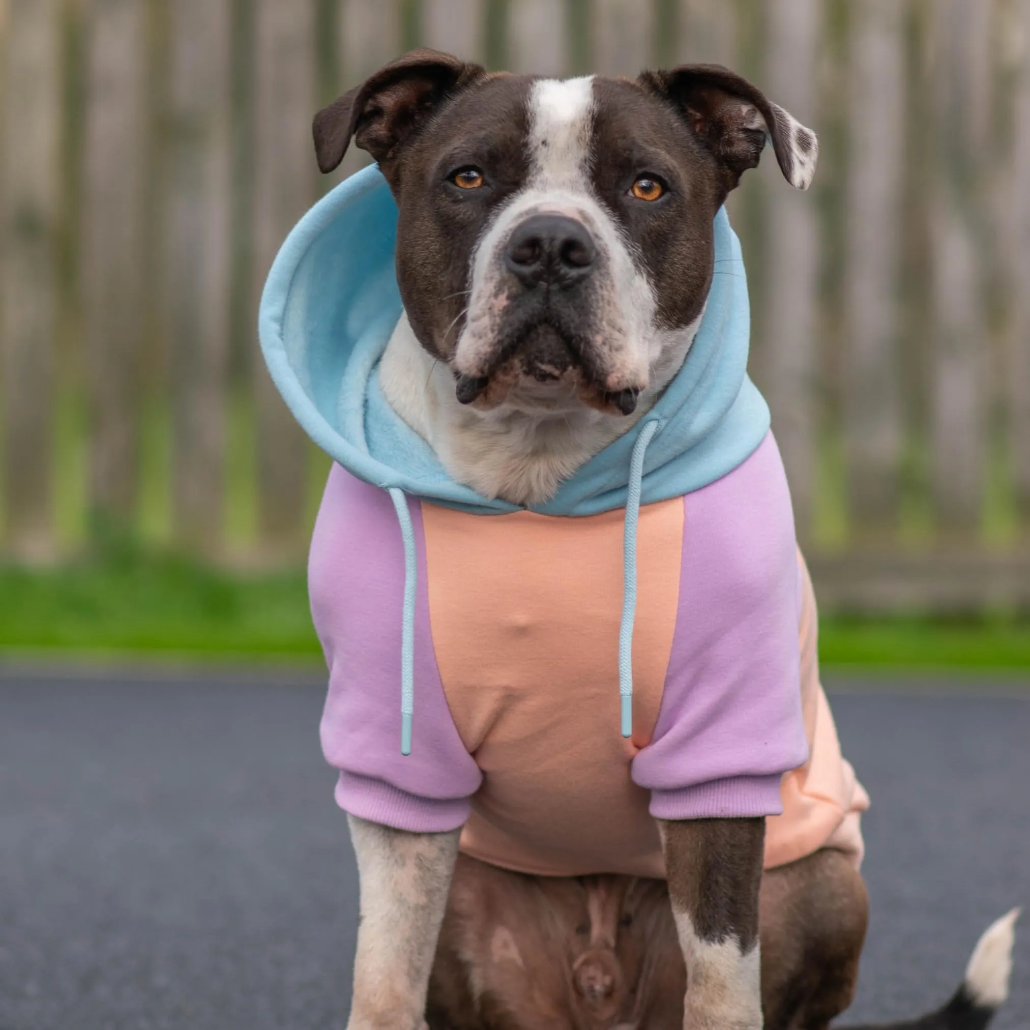 Spark Paws Felpa con Cappuccio per Cani, Cotton Candy, L - immagine 4