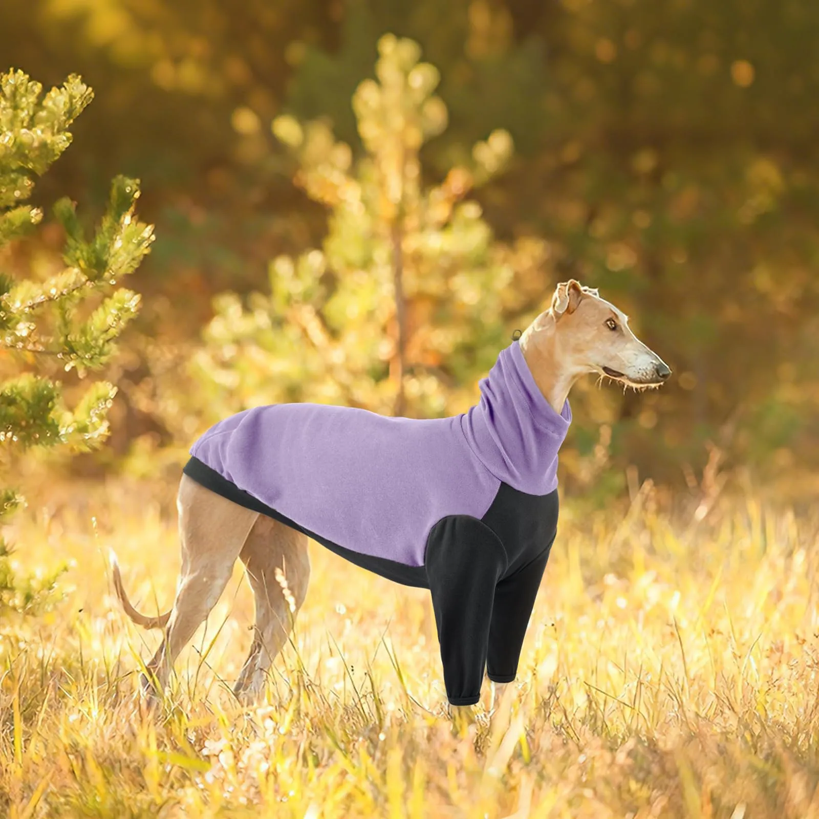 PUMYPOREITY Maglione Pullover per Levrieri, Whippet e Lurchers - Viola, M - immagine 6