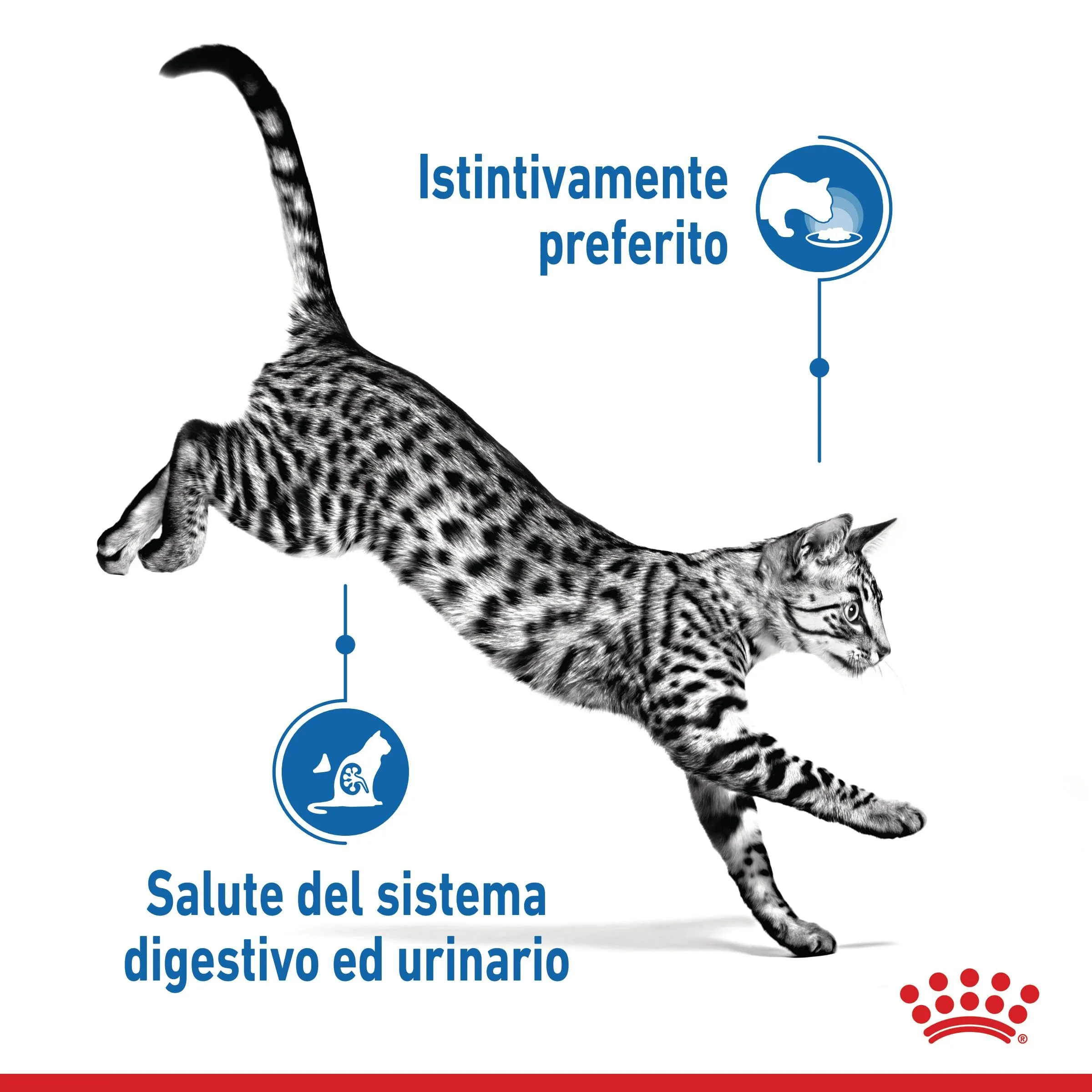 Royal Canin Indoor Sterilised - Alimento umido completo per gatti 12 x 85g - immagine 3