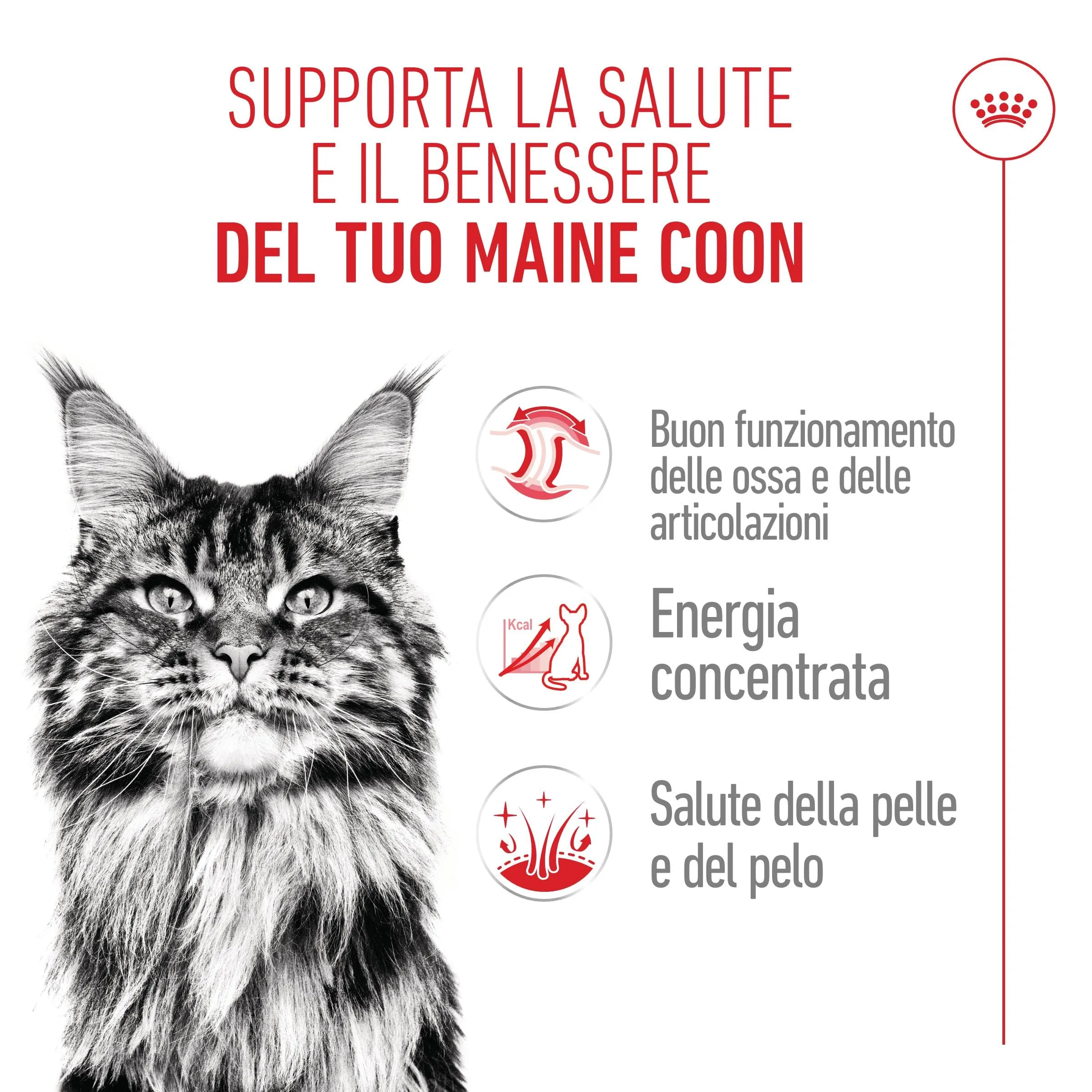 Royal Canin Maine Coon Adult Fettine in salsa per gatti adulti, 12 x 85g - immagine 3