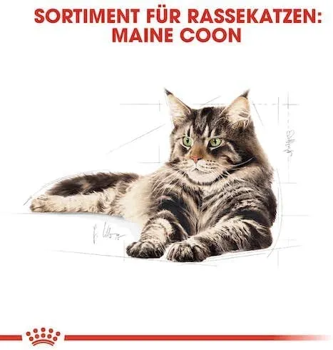 Royal Canin Maine Coon Adult Cibo Umido per Gatti, 2 x 12 x 85 g - immagine 6