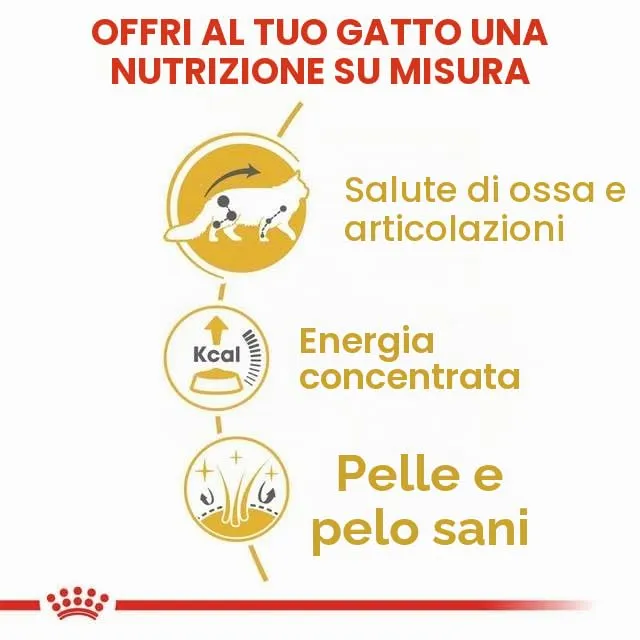 Royal Canin Maine Coon Adult Cibo Umido per Gatti, 2 x 12 x 85 g - immagine 7