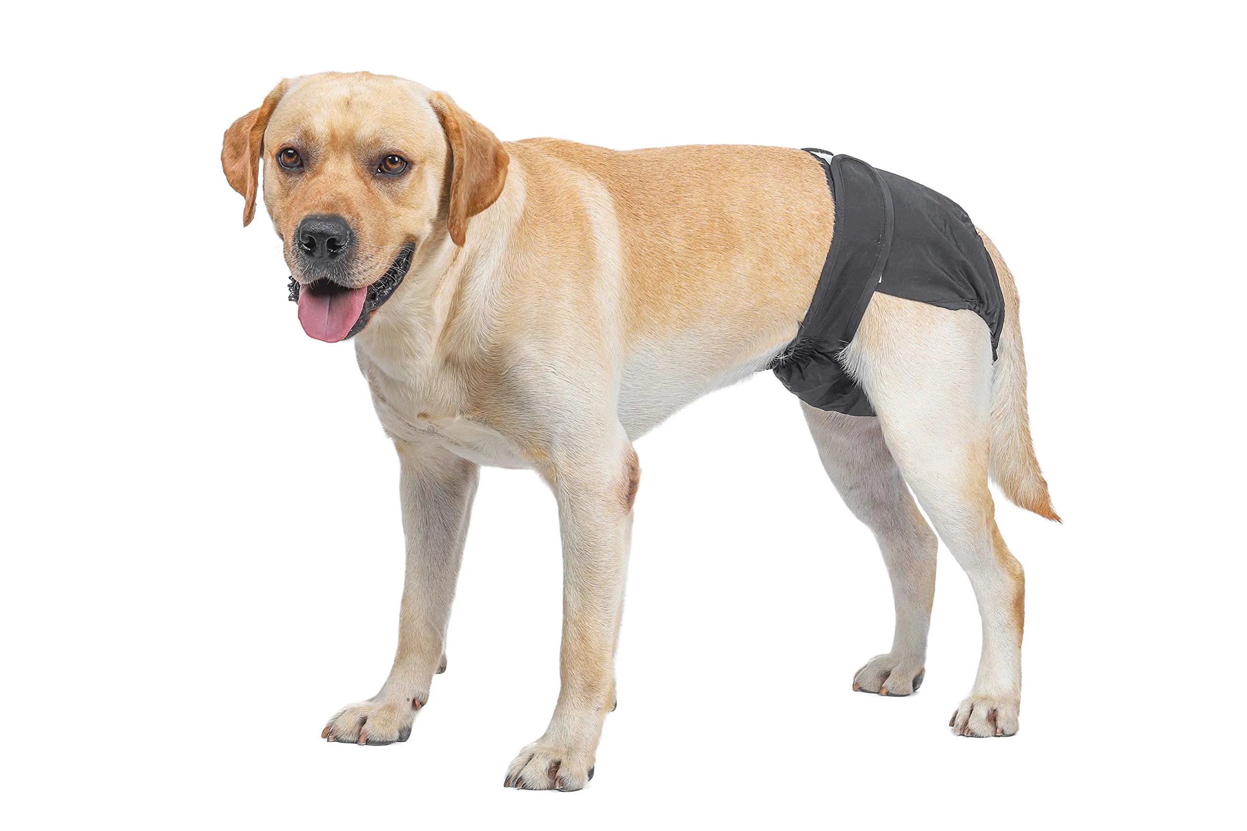 BePetMia Pannolini Lavabili per Cani Femmine, Mutande Riutilizzabili Assorbenti (Nero, XL) - immagine 2