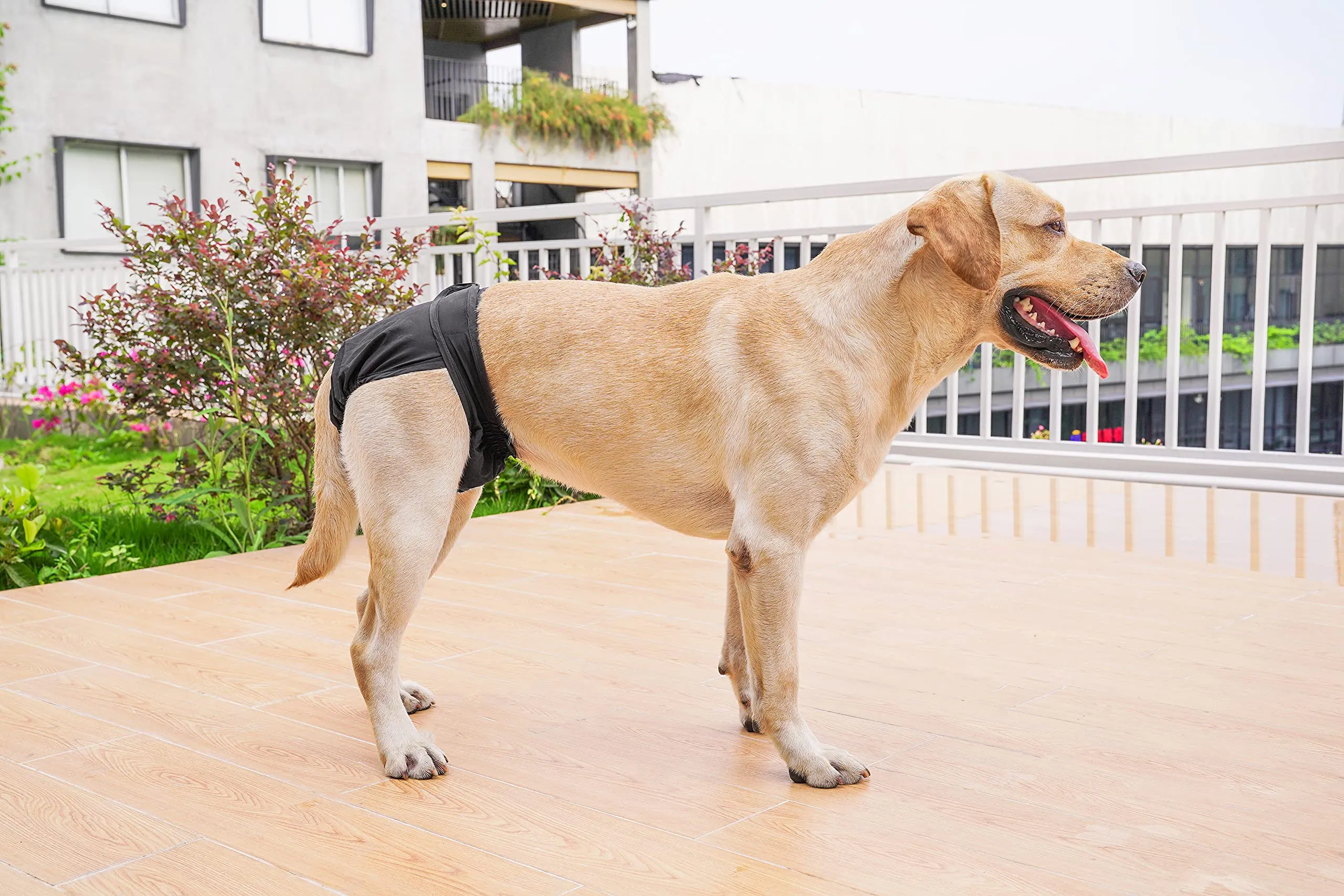 BePetMia Pannolini Lavabili per Cani Femmine, Mutande Riutilizzabili Assorbenti (Nero, XL) - immagine 5