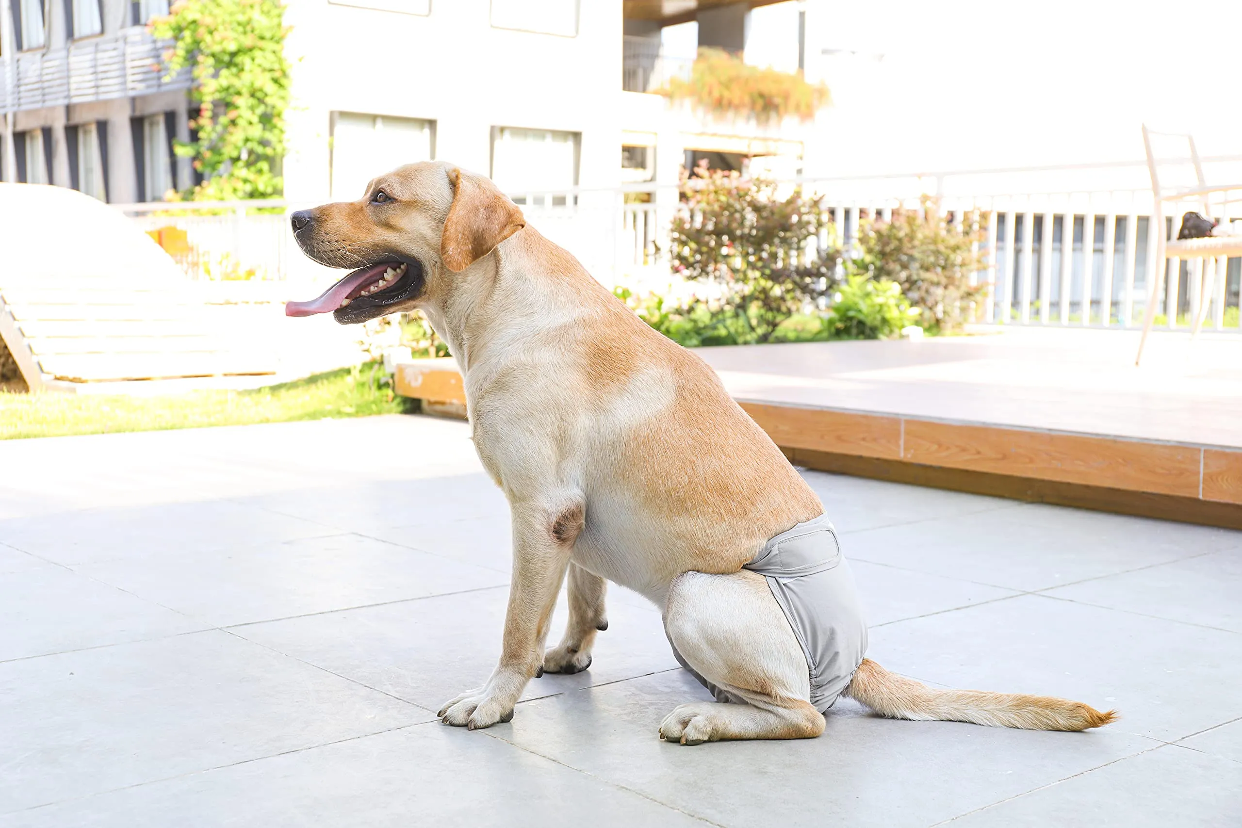 BePetMia Pannolini Lavabili per Cani Femmine, Mutande Riutilizzabili Assorbenti (3-Packs, S) - immagine 6