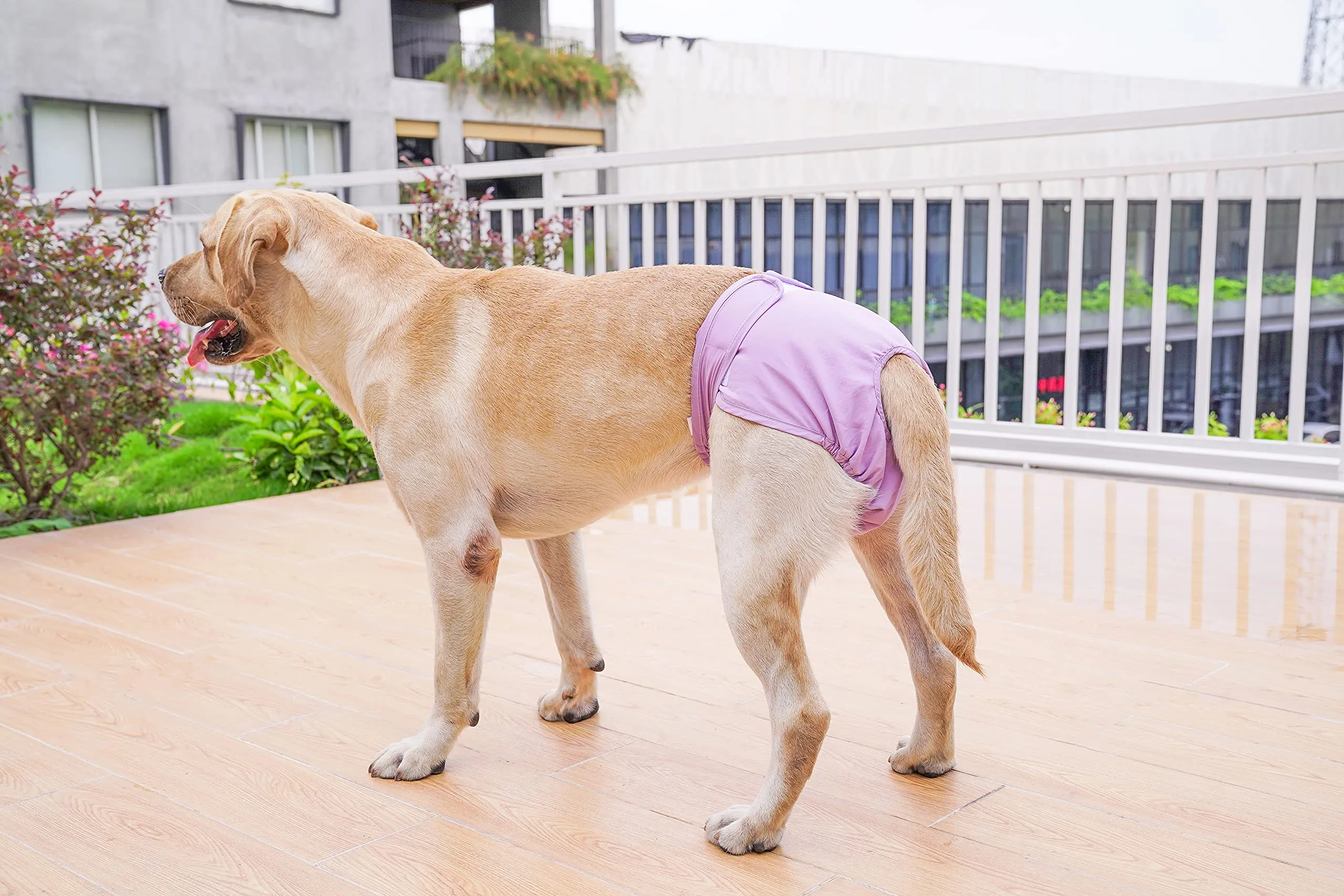 BePetMia Pannolini Lavabili per Cani Femmine, Mutande Riutilizzabili Assorbenti (Viola, XL) - immagine 2