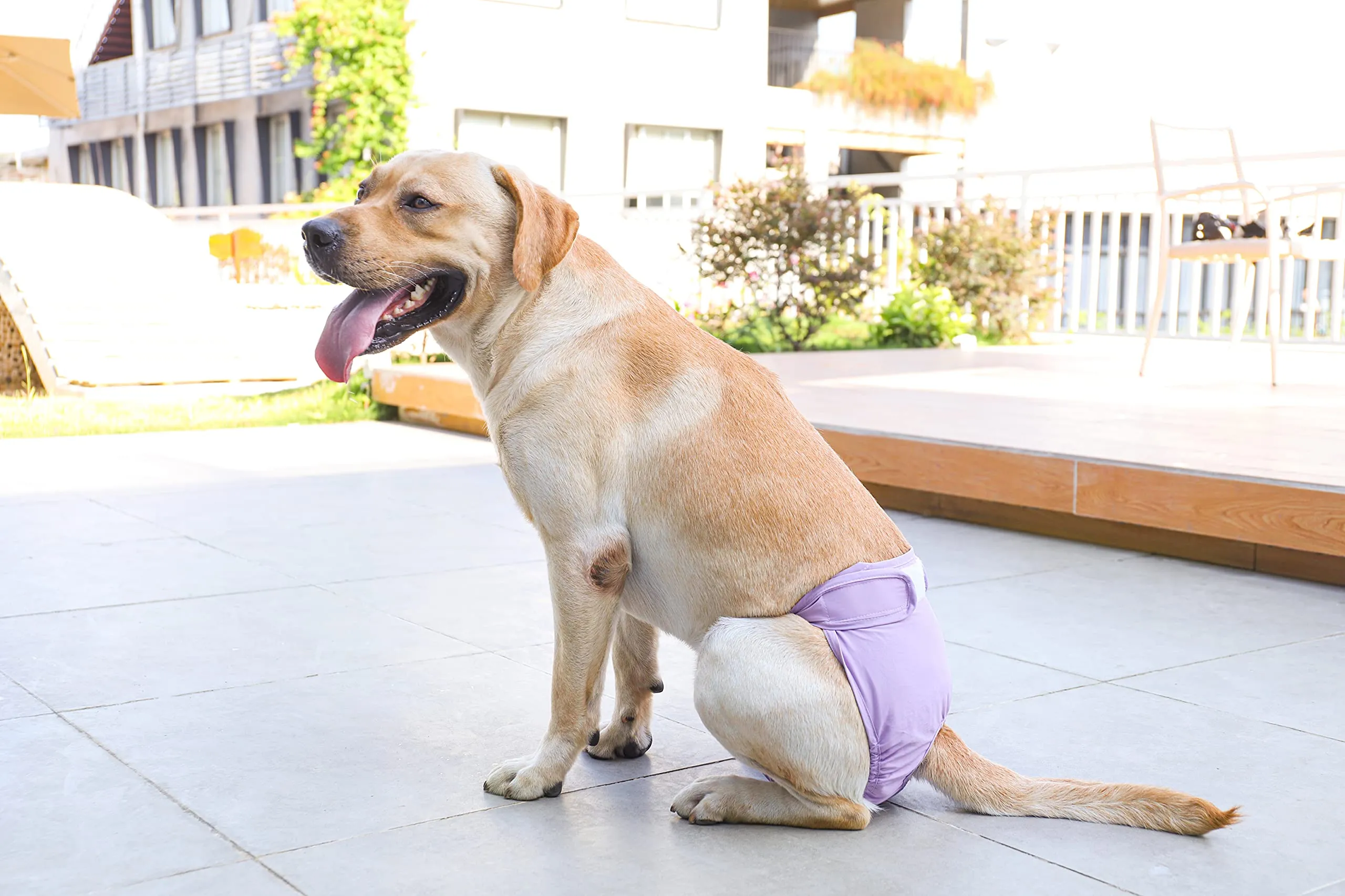 BePetMia Pannolini Lavabili per Cani Femmine, Mutande Riutilizzabili Assorbenti (Viola, XL) - immagine 5