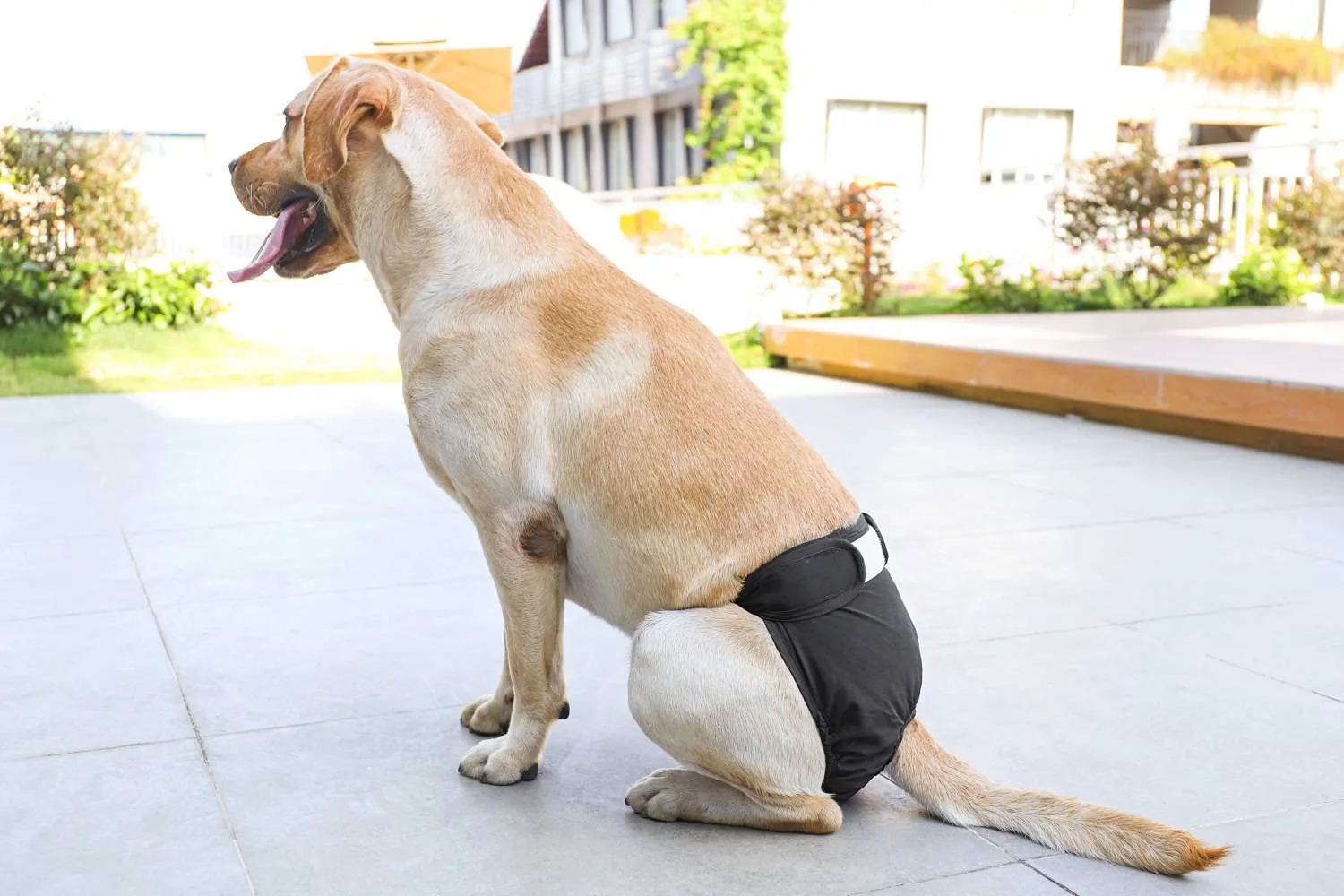 BePetMia Pannolini Lavabili per Cani Femmine, Nero, S - immagine 6
