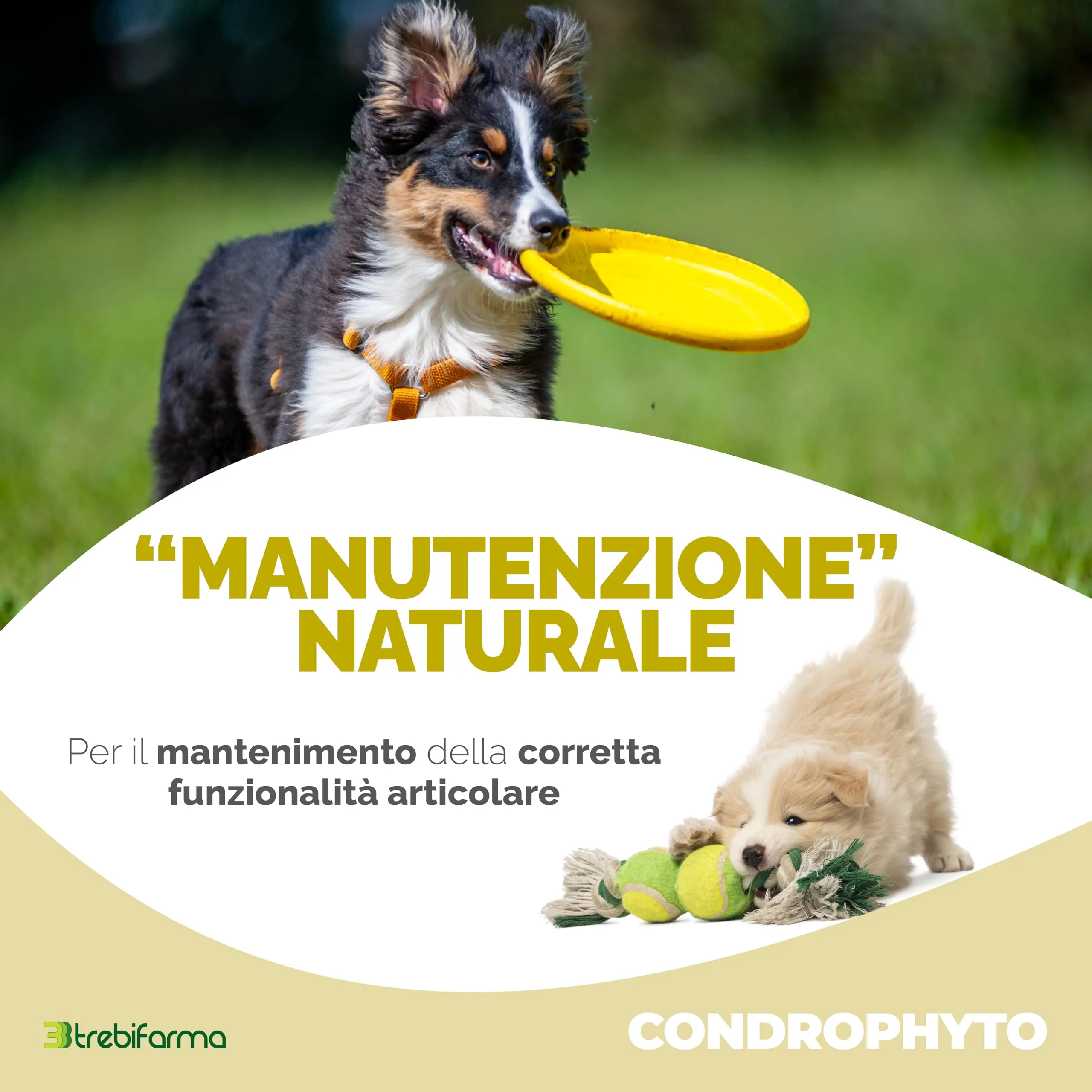 Trebifarma Condrophyto 3BF - Mangime Complementare in Polvere per Cani e Gatti - Supporto Articolare - 300 g - immagine 2