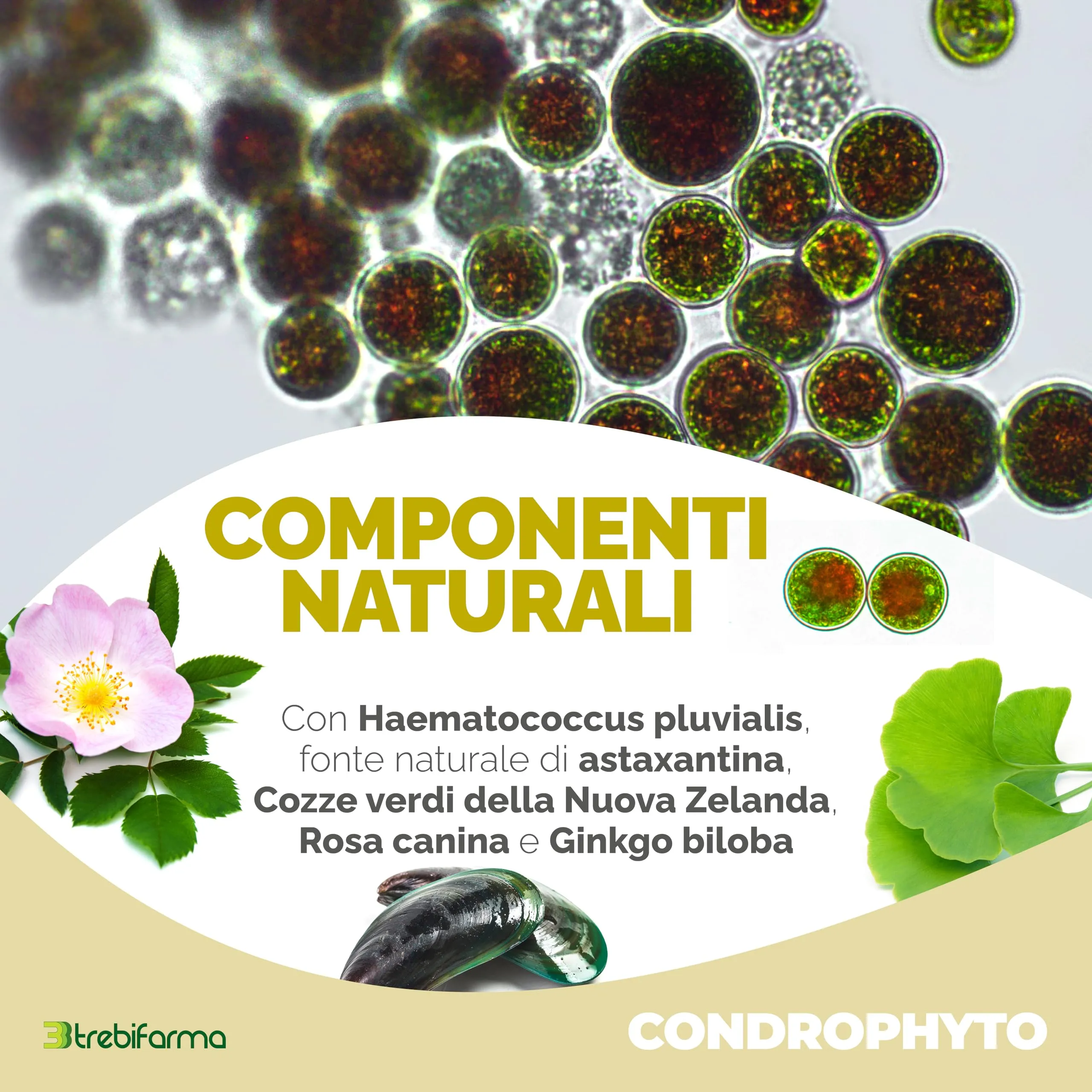 Trebifarma Condrophyto 3BF - Mangime Complementare in Polvere per Cani e Gatti - Supporto Articolare - 300 g - immagine 3