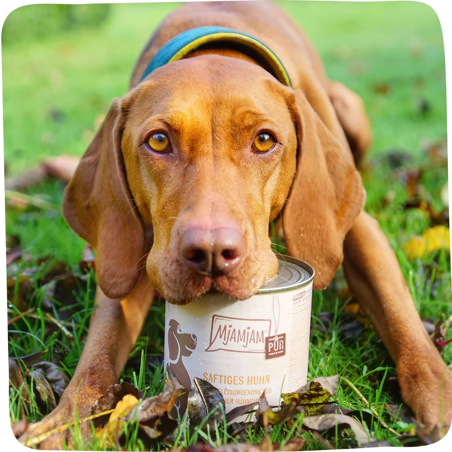 MjAMjAM Cibo Umido per Cani Pollo, Senza Cereali, 6 x 400 g - immagine 3