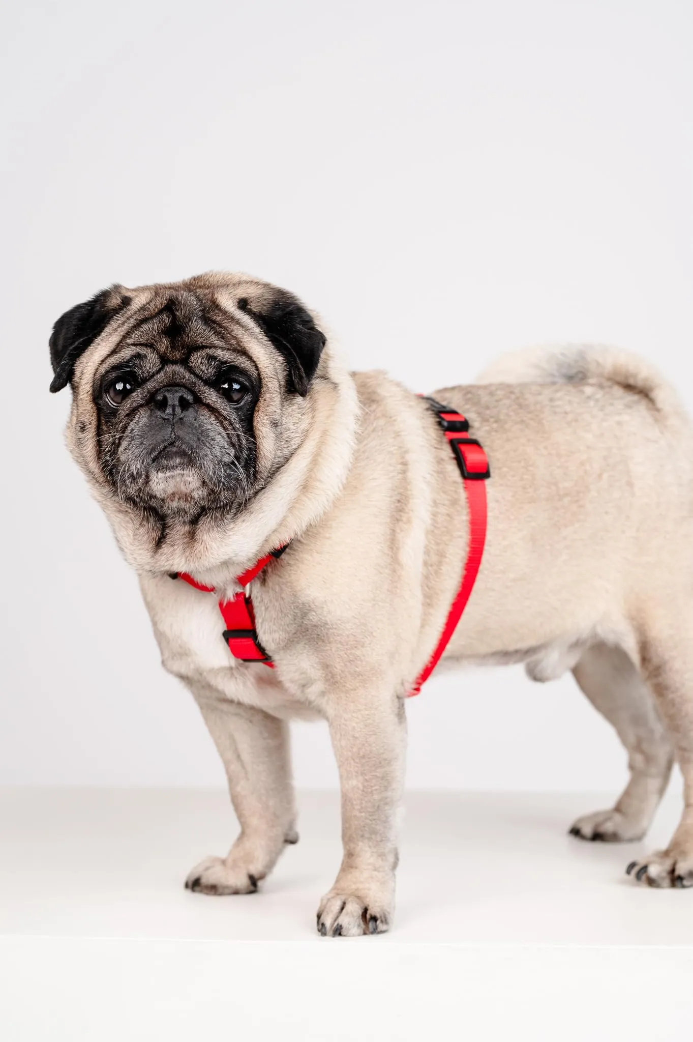 Chaba Guard Pettorina per Cani Taglia Piccola, Rosso - S - immagine 7