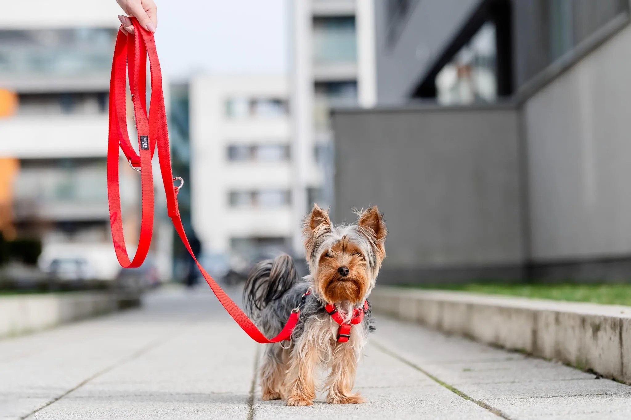 Chaba Guard Pettorina per Cani Taglia Piccola, Rosso - S - immagine 8
