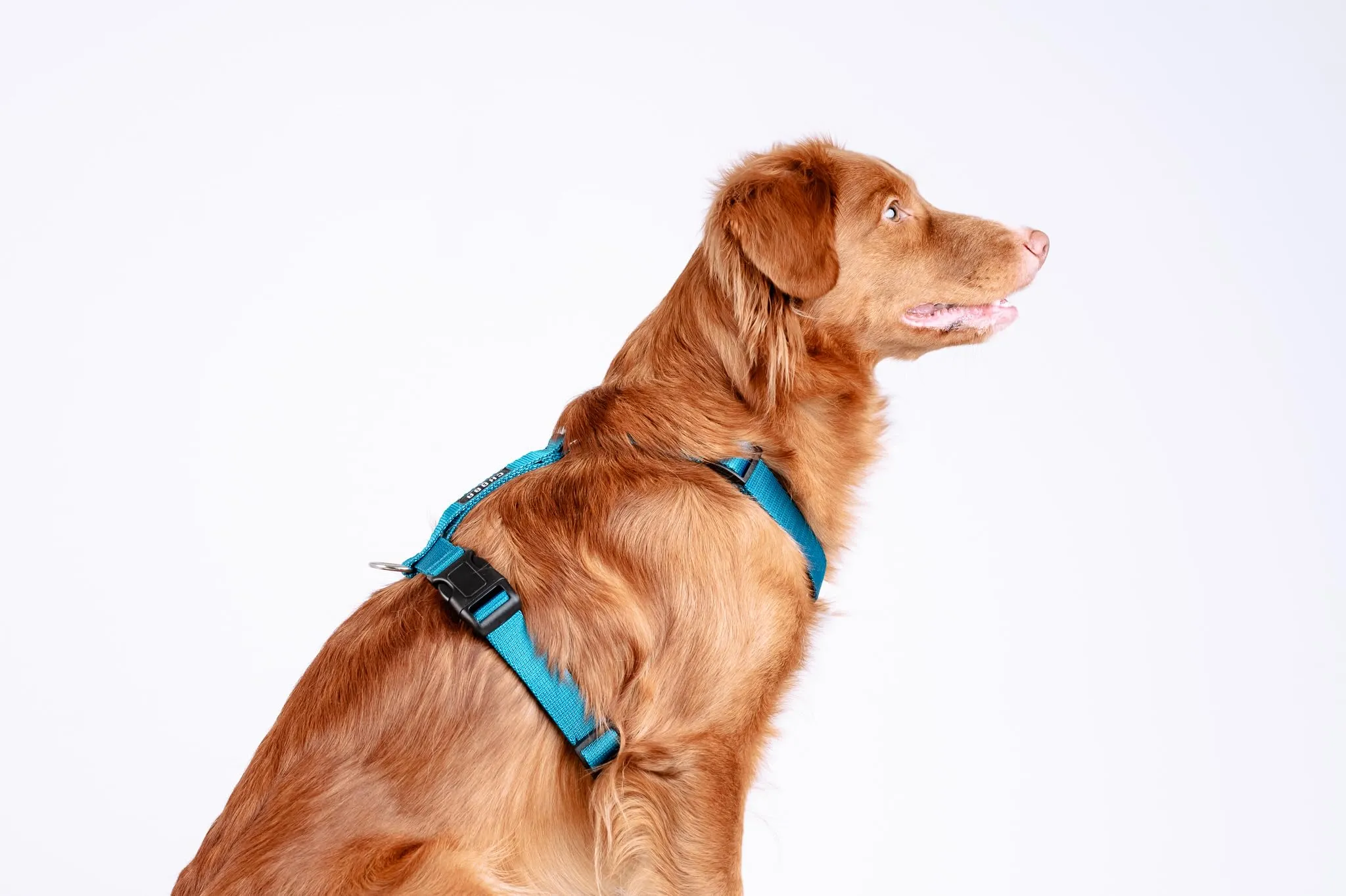 Chaba Guard Pettorina per cani, taglia M, Marino - immagine 7