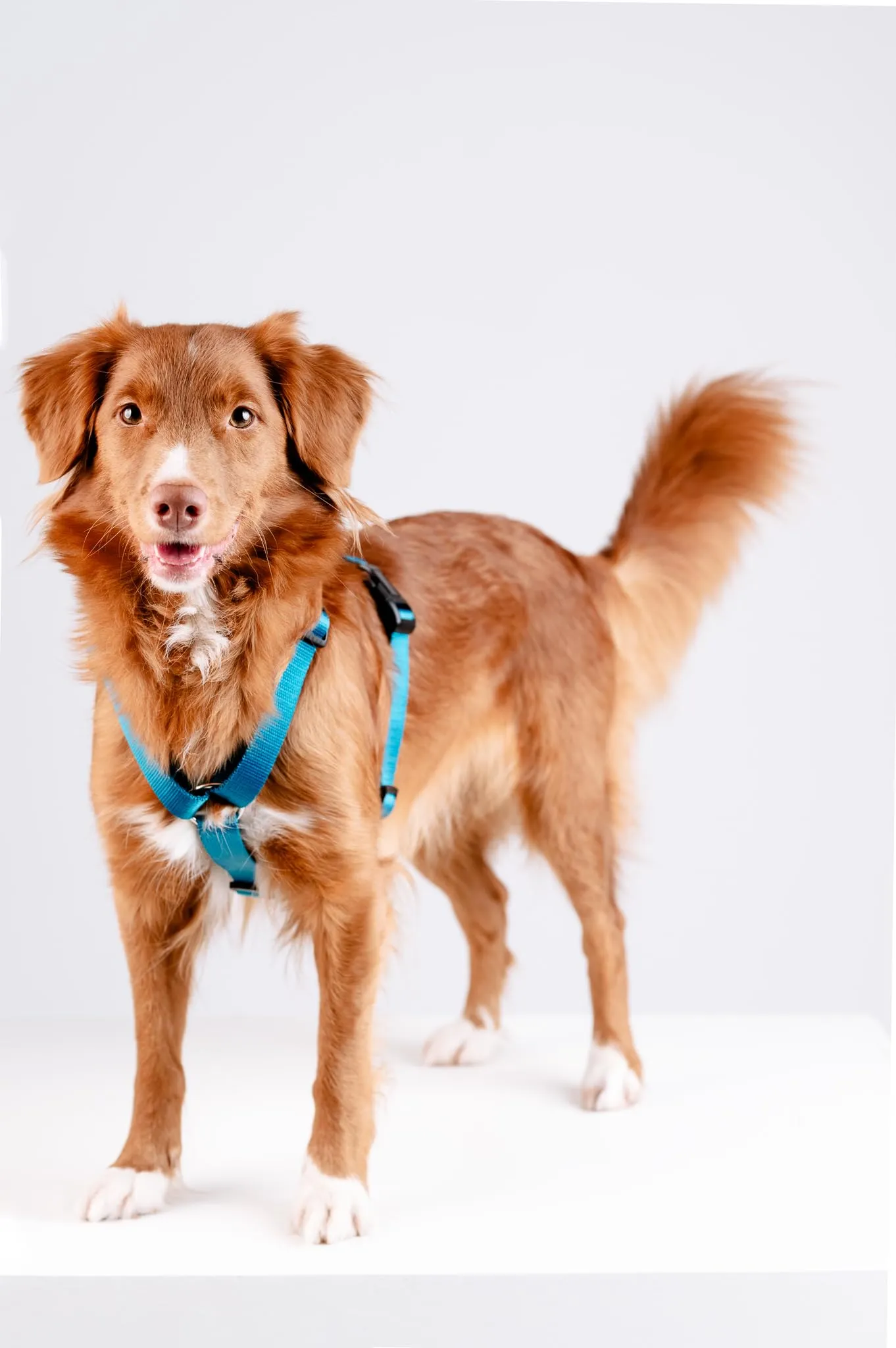 Chaba Guard Pettorina per cani, taglia M, Marino - immagine 10