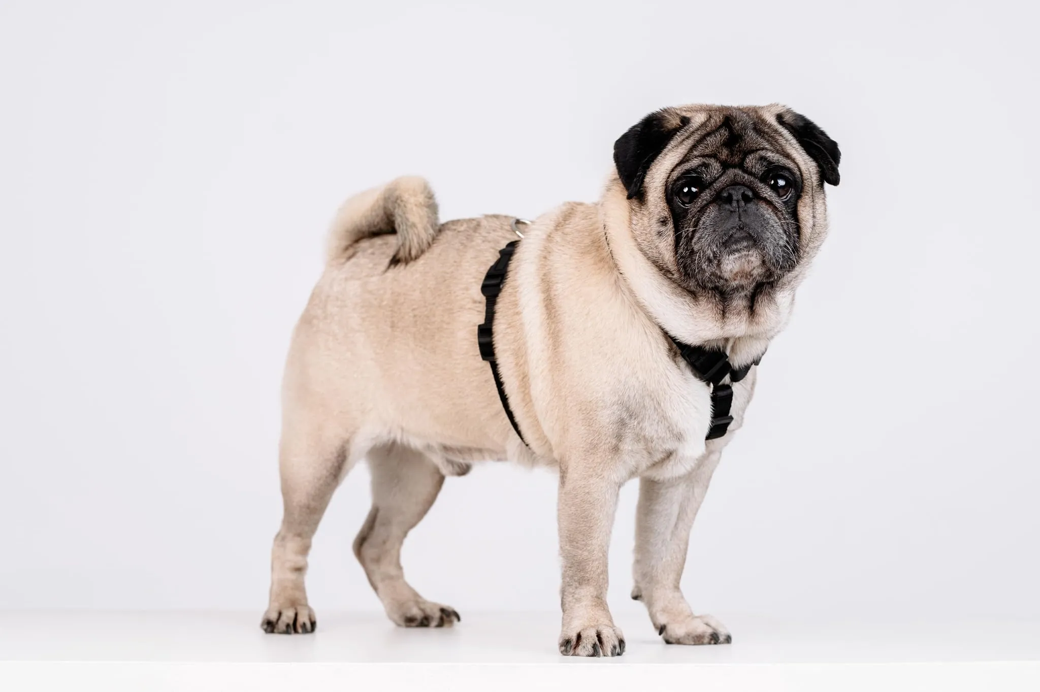 Chaba Guard Pettorina per cani, Anti tiro e soffocamento, Regolabile, Nero - XL - immagine 7