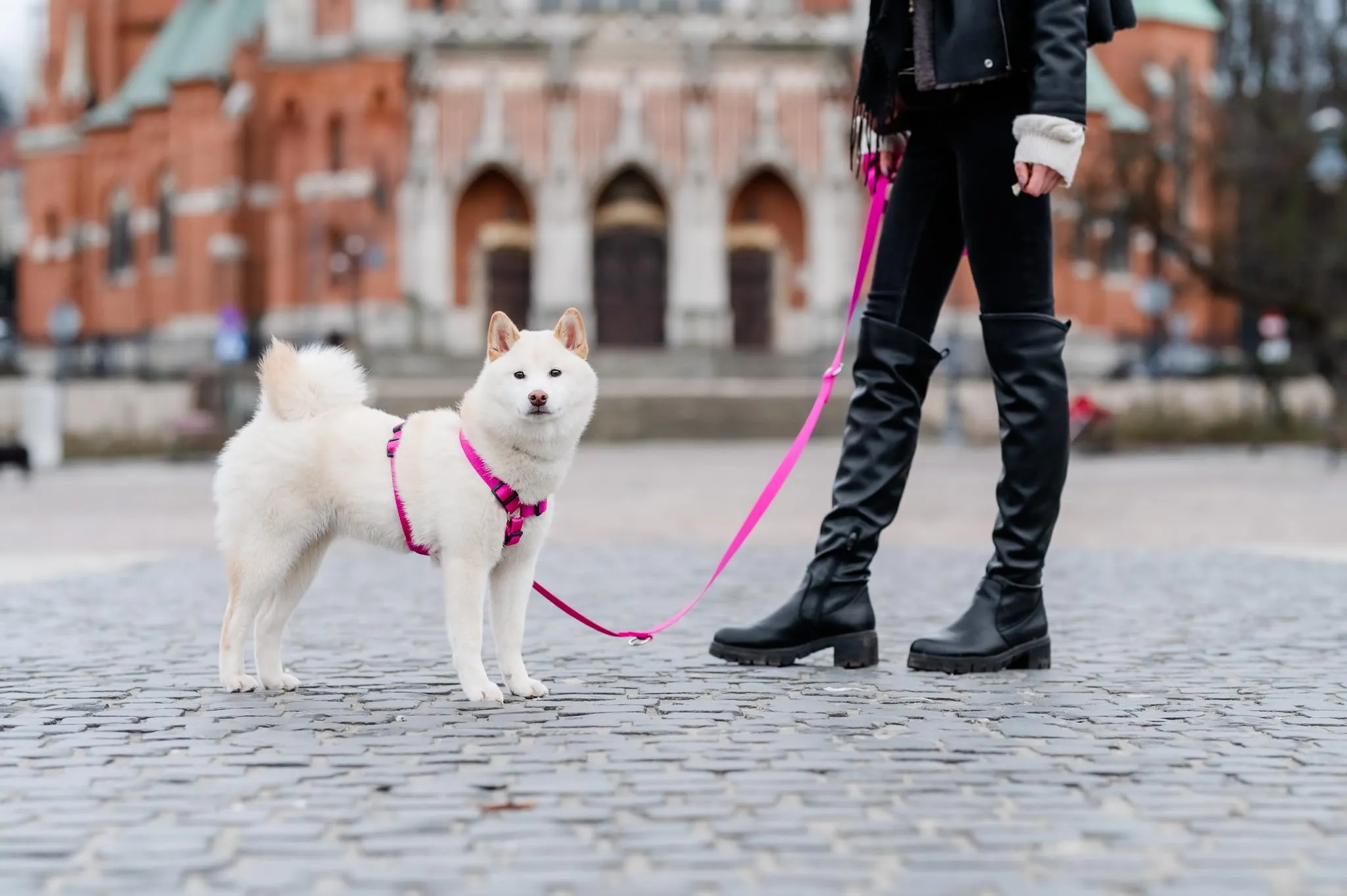 Chaba Guard Pettorina per cani taglia piccola, Fuscia - S - immagine 8
