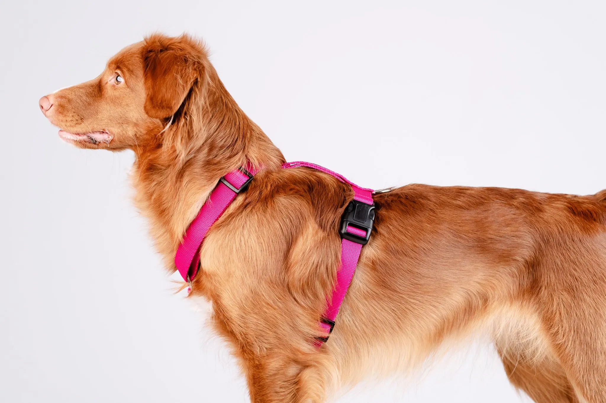 Chaba Guard Pettorina per cani taglia piccola, Fuscia - S - immagine 9