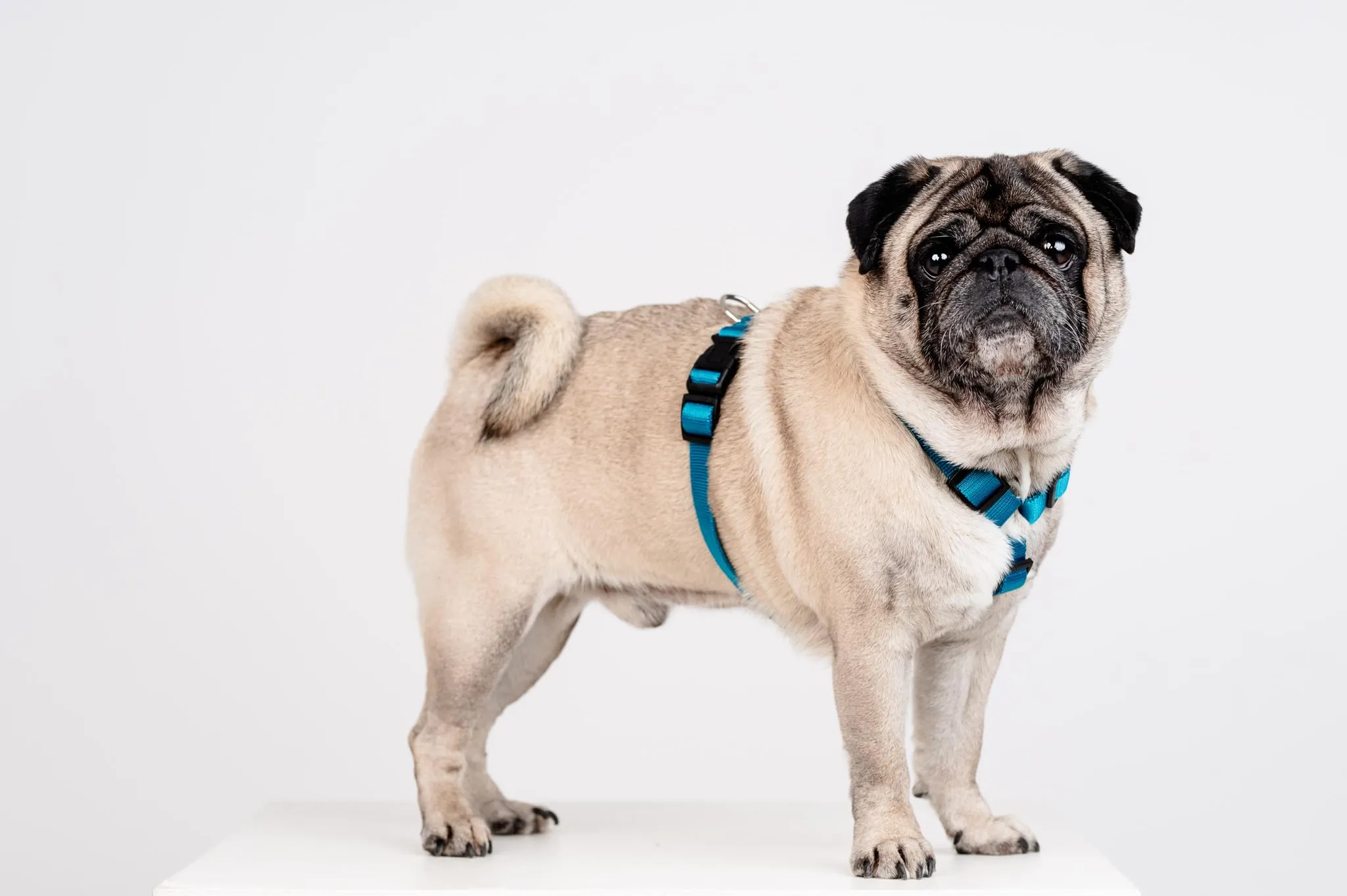 Chaba Guard Pettorina per cani, taglia L, Marino - immagine 9
