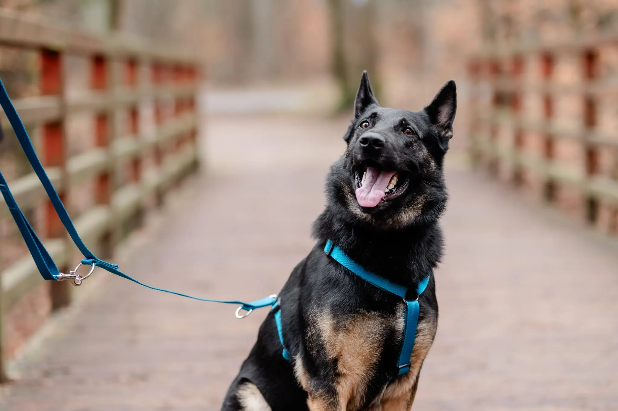 Chaba Guard Pettorina per cani, taglia L, Marino - immagine 11