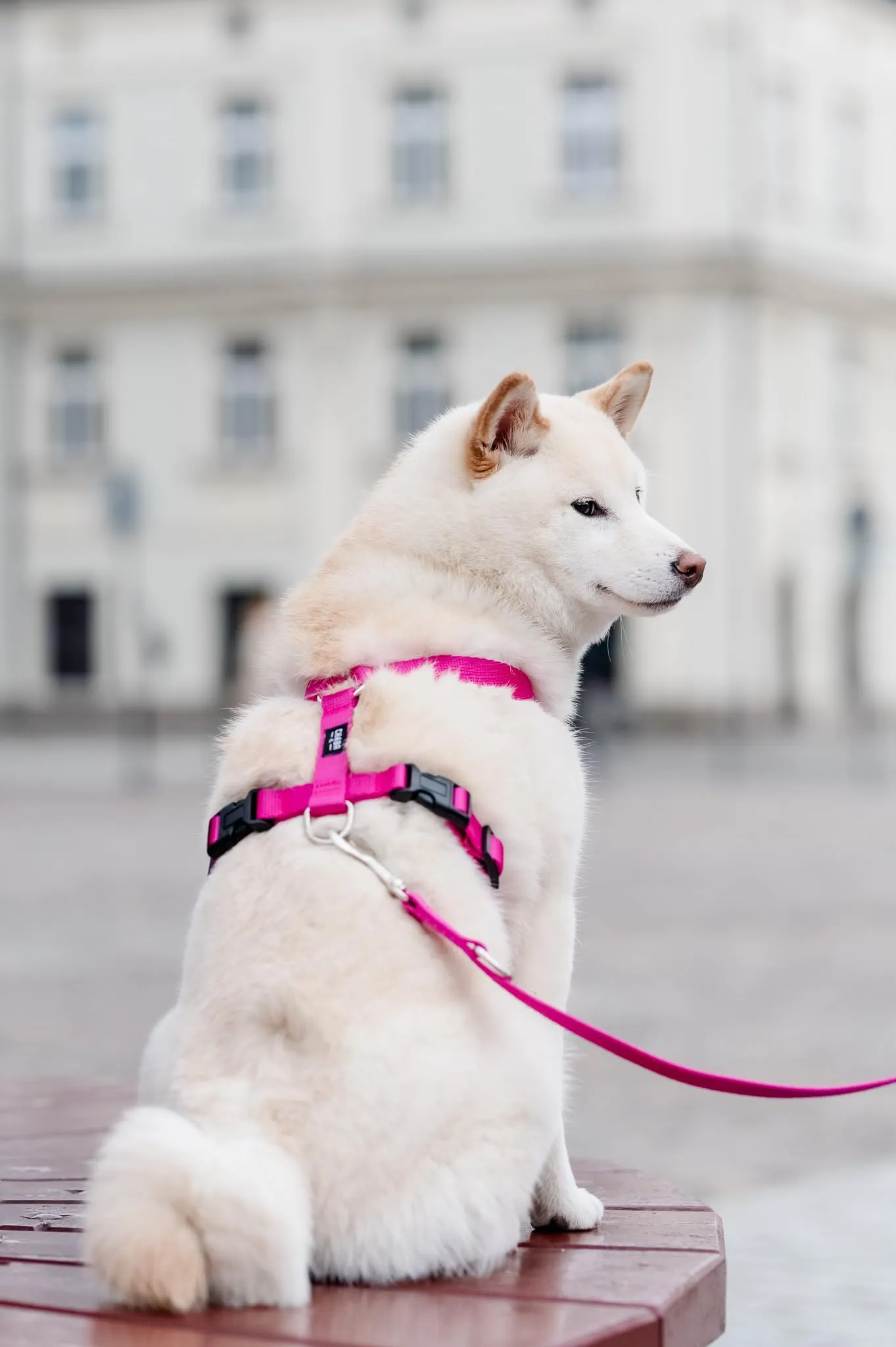 Chaba Guard Pettorina per Cani Taglia Media, Fuscia - M - immagine 7