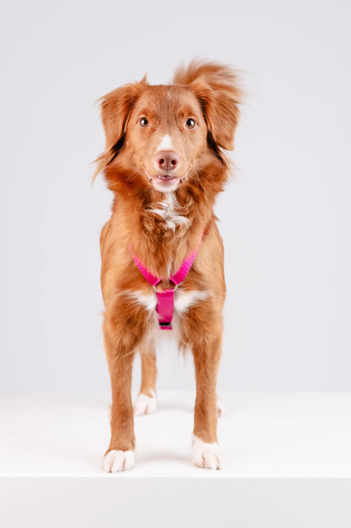 Chaba Guard Pettorina per Cani Taglia Media, Fuscia - M - immagine 11