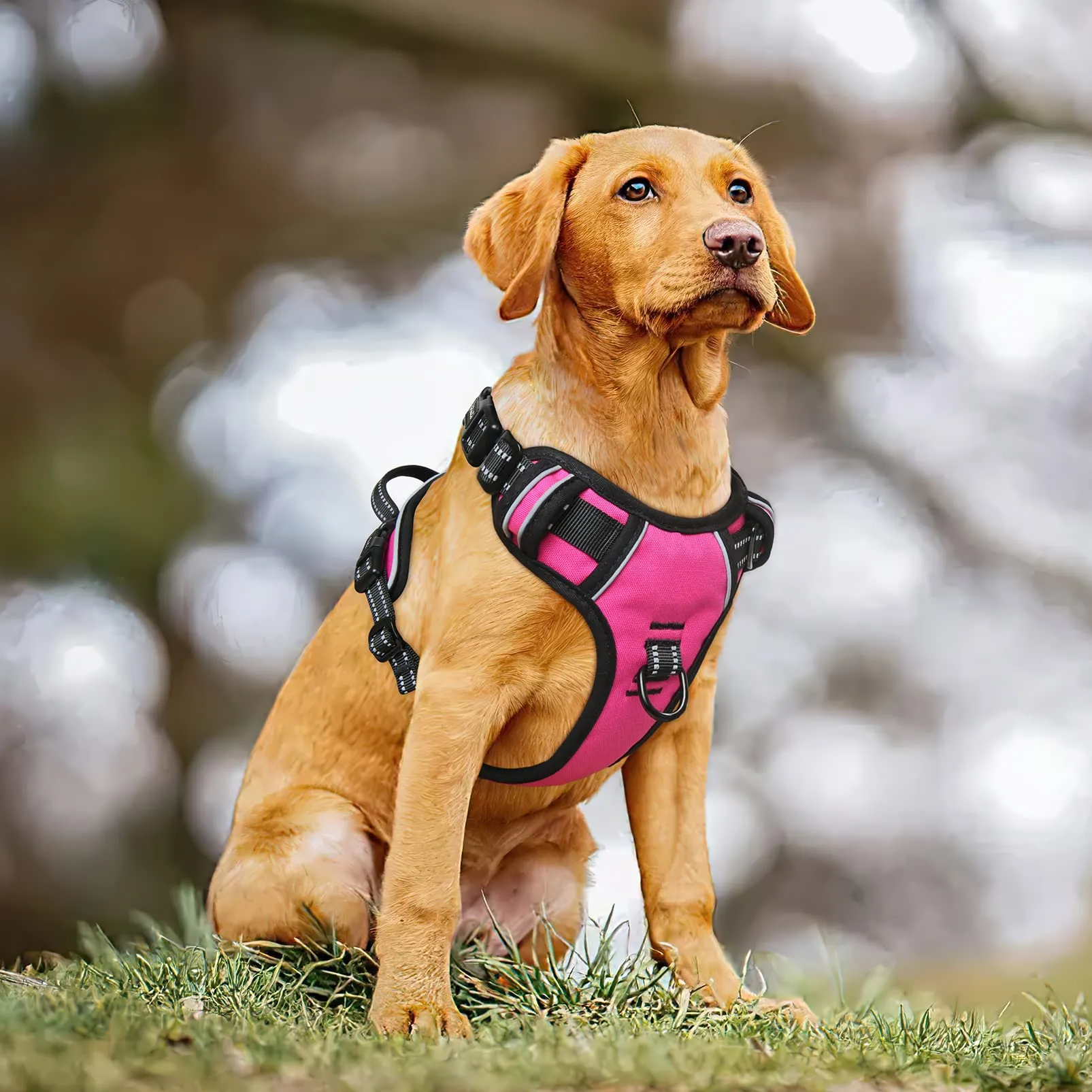 HEELE Pettorina Cane Anti-tiro Riflettente e Regolabile con Maniglia, Imbottita, Fucsia XL - immagine 3