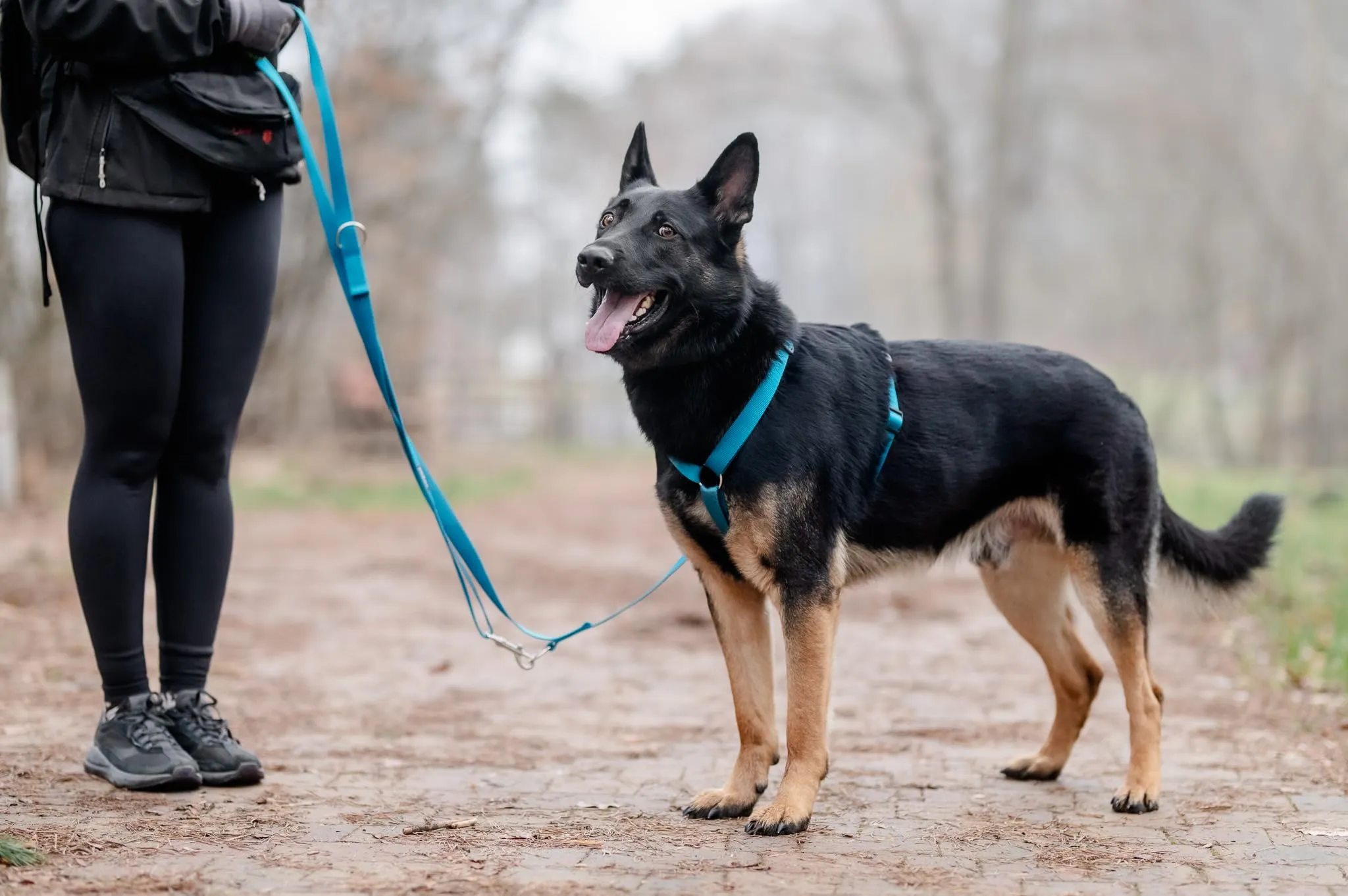 Chaba Guard Pettorina per Cani Taglia XL, Marino - immagine 8