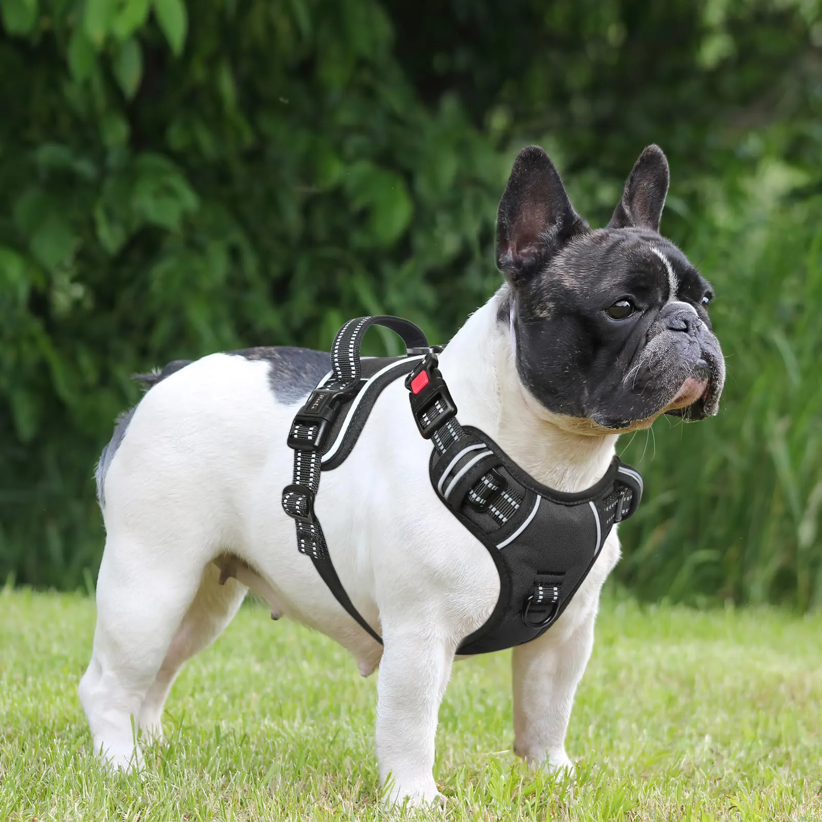HEELE Pettorina Cane No-Pull Regolabile, Nero-Serratura, S - immagine 7