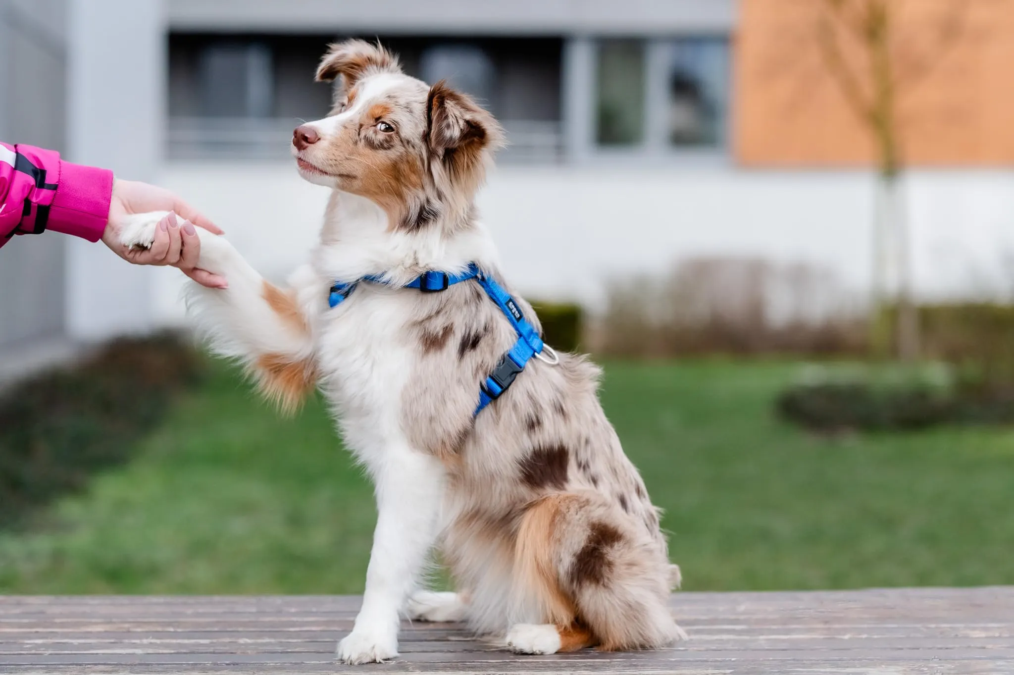 Chaba Guard Classic Pettorina per Cani Taglia Piccola, Blu - S - immagine 7
