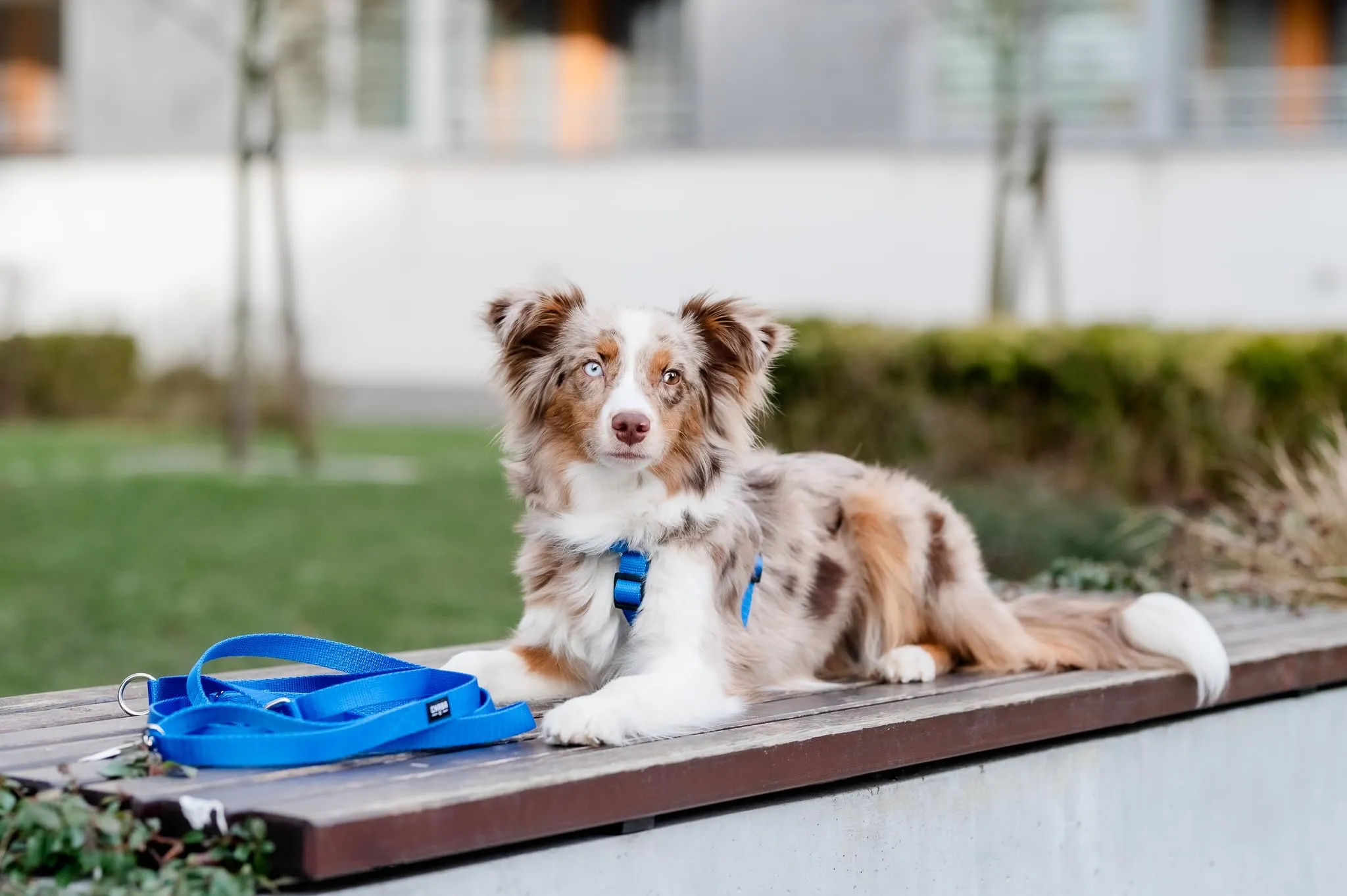 Chaba Guard Pettorina per cani, Classica step-in, Blu - L - immagine 8