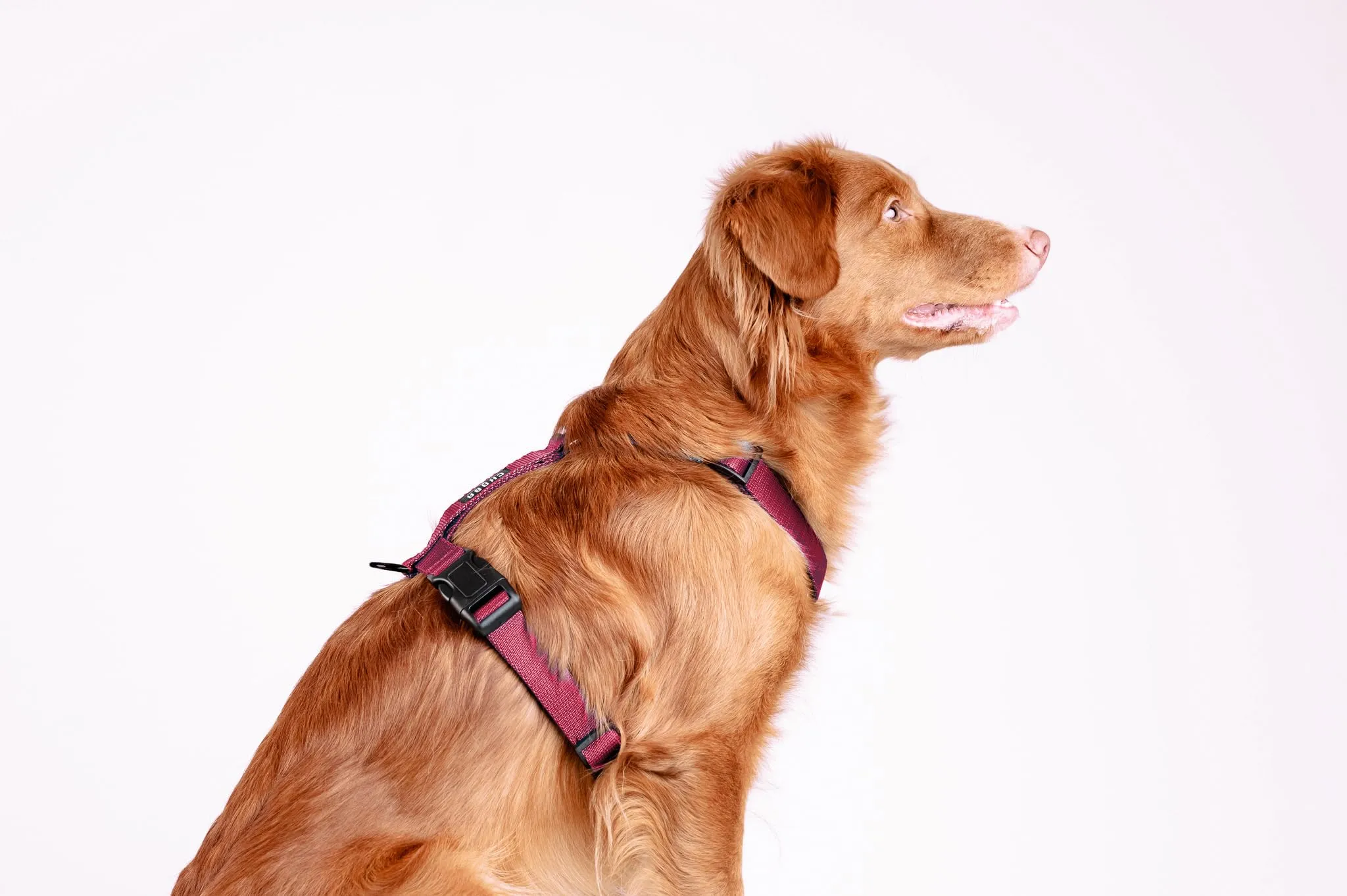 Chaba Guard Imbracatura per Piccolo Cane, Anti-tiro, Regolabile in 5 Punti, Taglia S - immagine 7