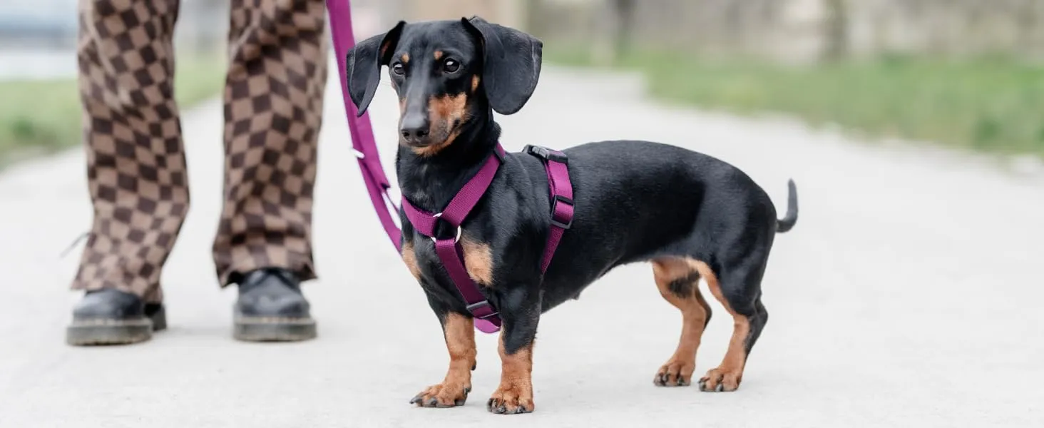 Chaba Guard Imbracatura per Piccolo Cane, Anti-tiro, Regolabile in 5 Punti, Taglia S - immagine 8