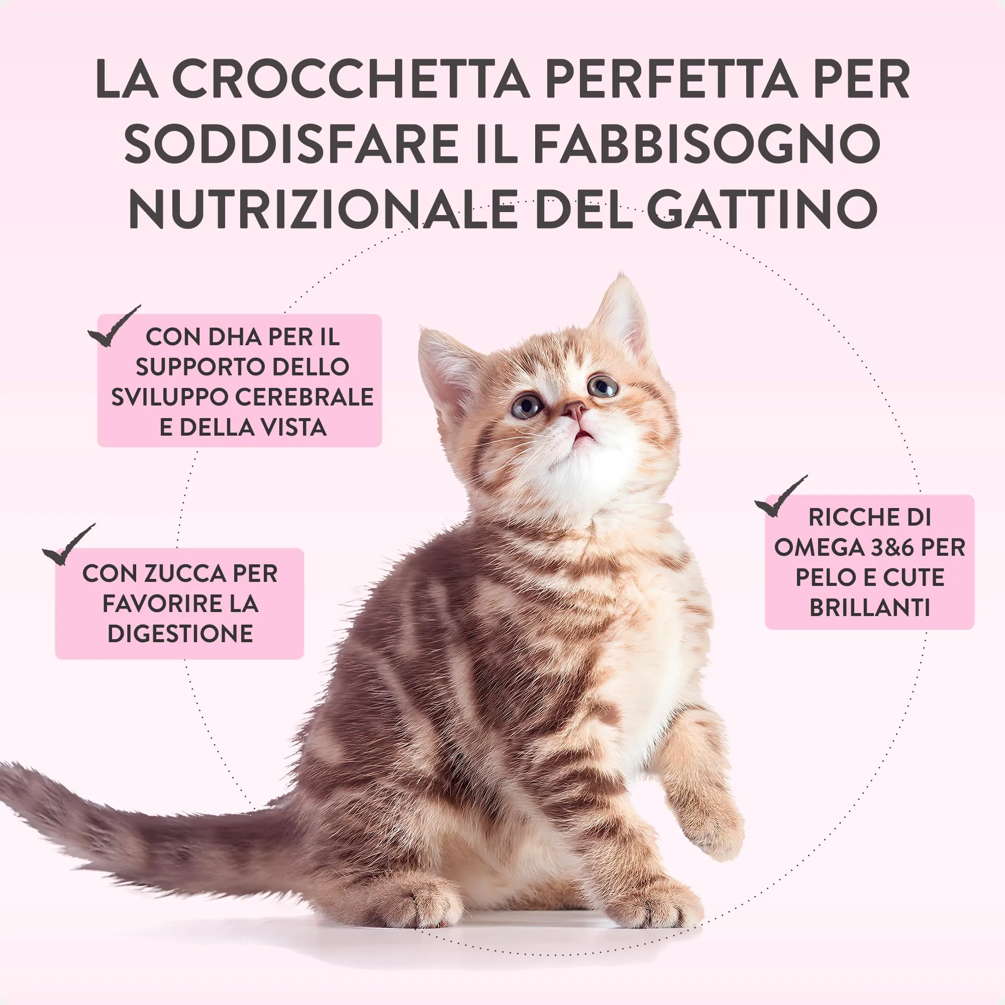Schesir Born Carnivore Baby Pollo e Uovo, Crocchette per Gattini Cotte al Forno, 1.25kg - immagine 8