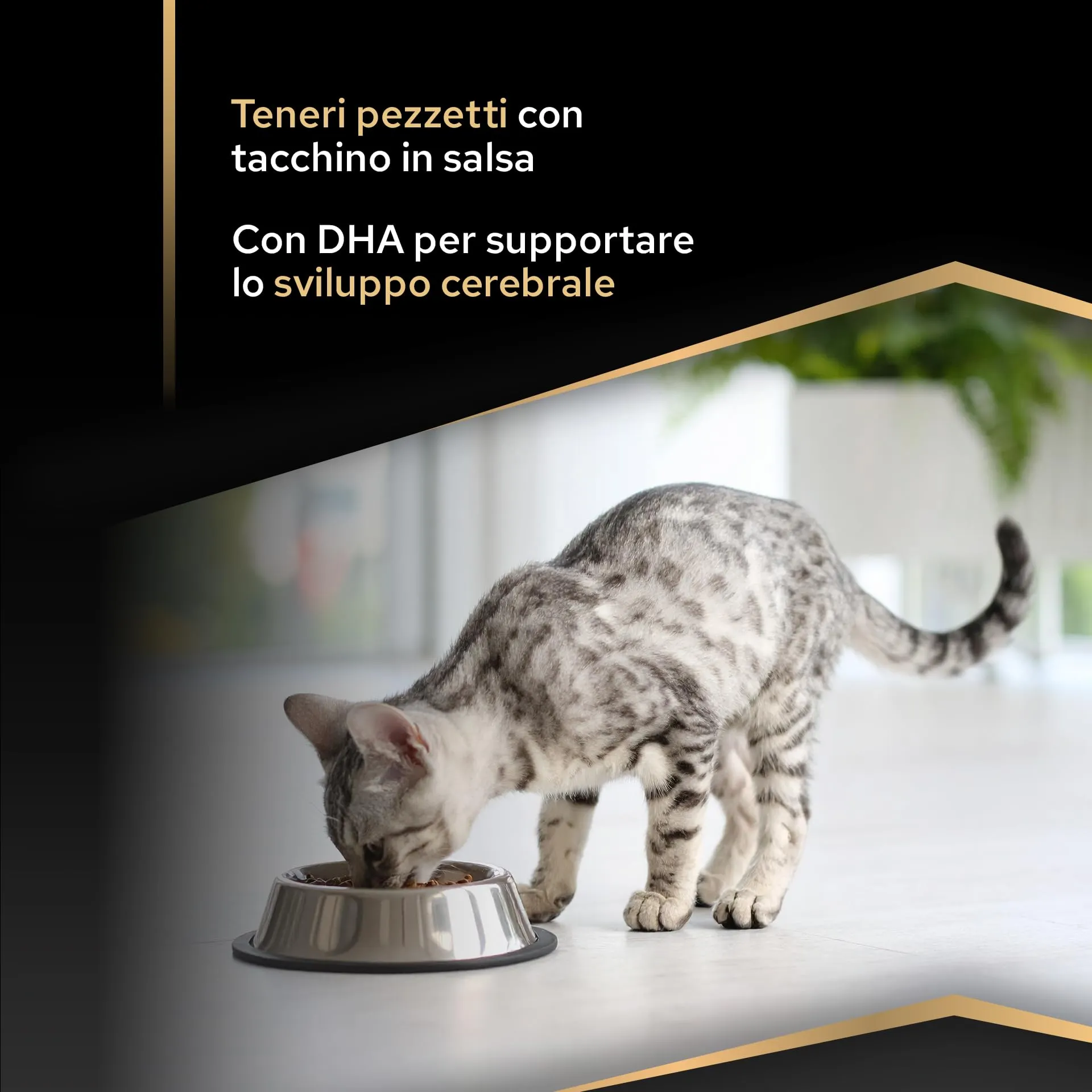 Purina Pro Plan Kitten Cibo Umido Pezzettini in Salsa Tacchino, 40 Bustine da 85g - immagine 3