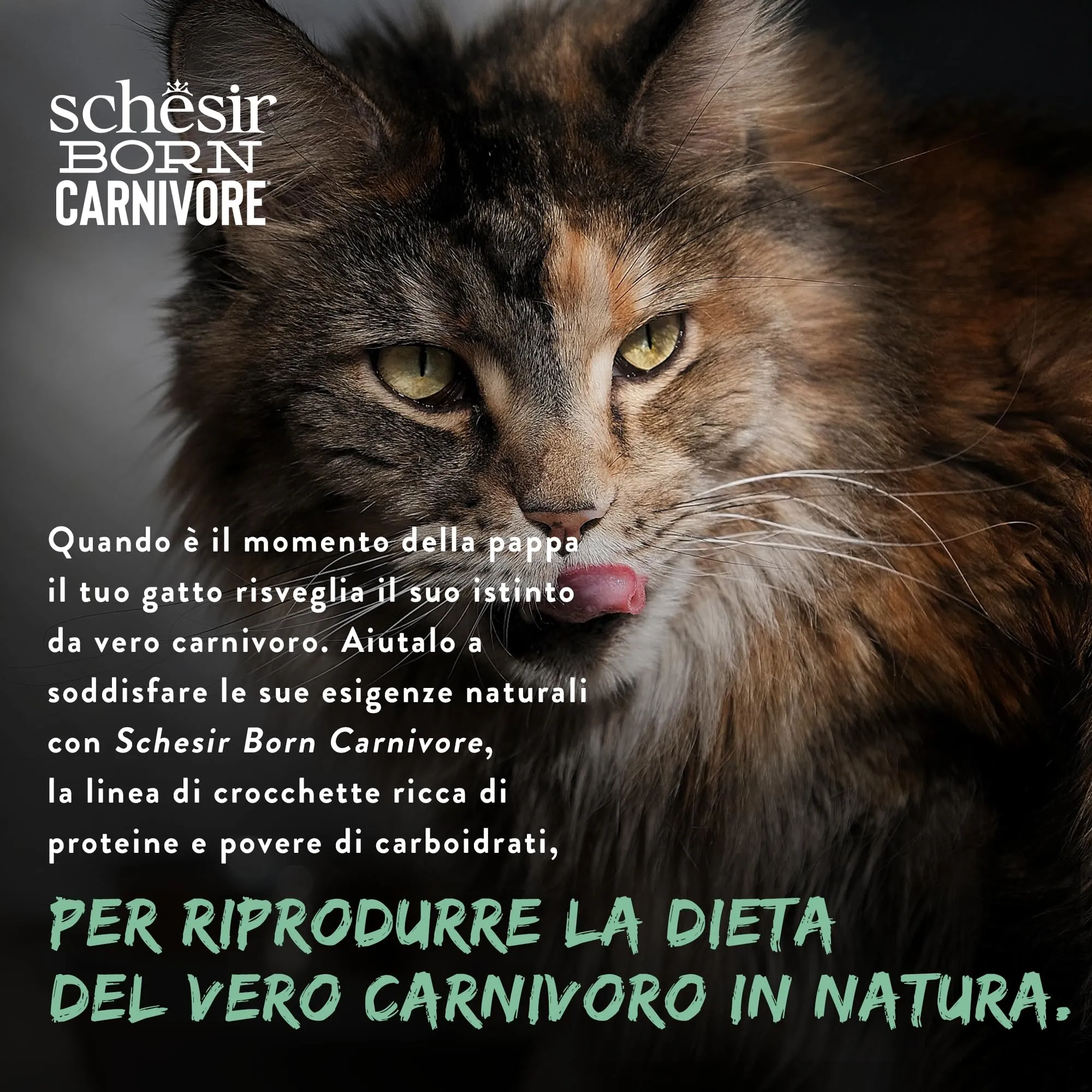 Schesir Born Carnivore Pollo e Uovo, Crocchette per Gatti Adulti, 1,25kg - immagine 9